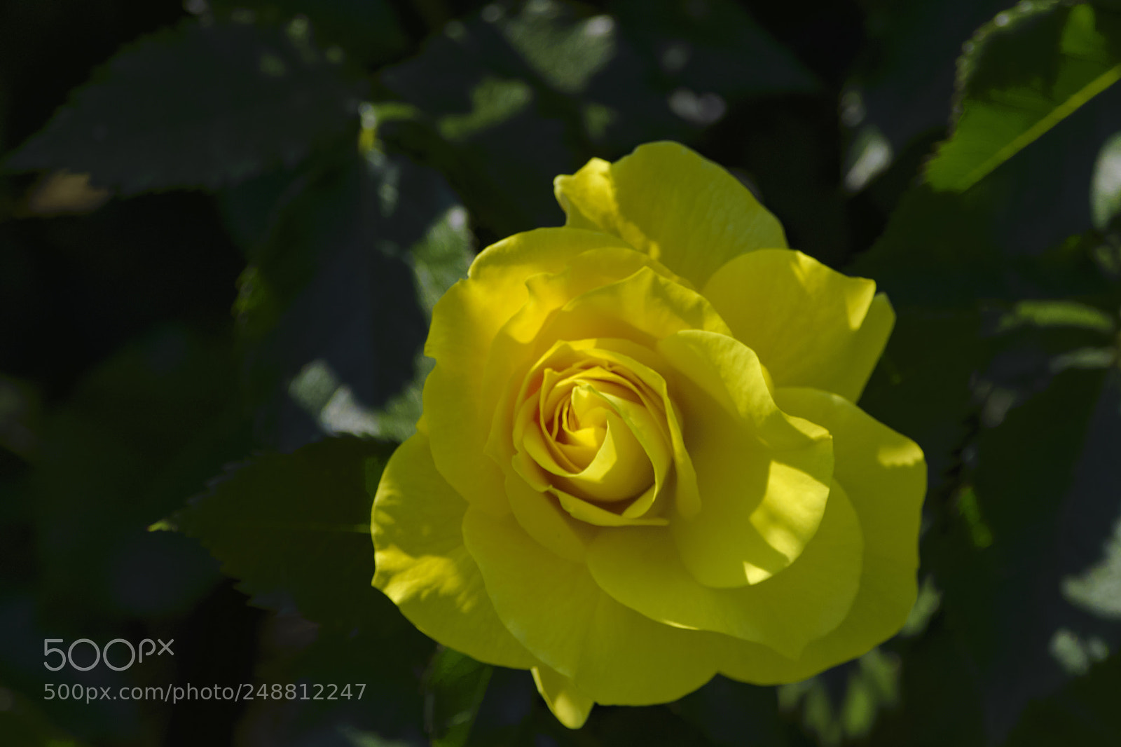 Nikon D610 sample photo. A gentle yellow rose photography