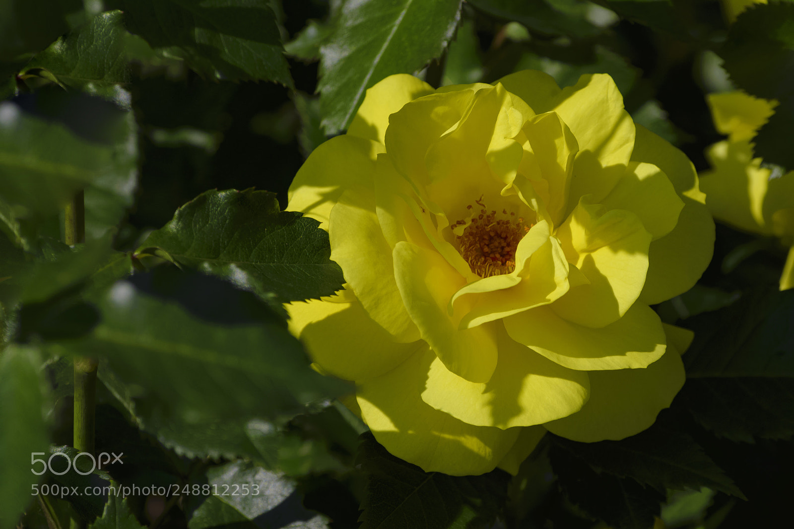 Nikon D610 sample photo. A bright yellow flower photography