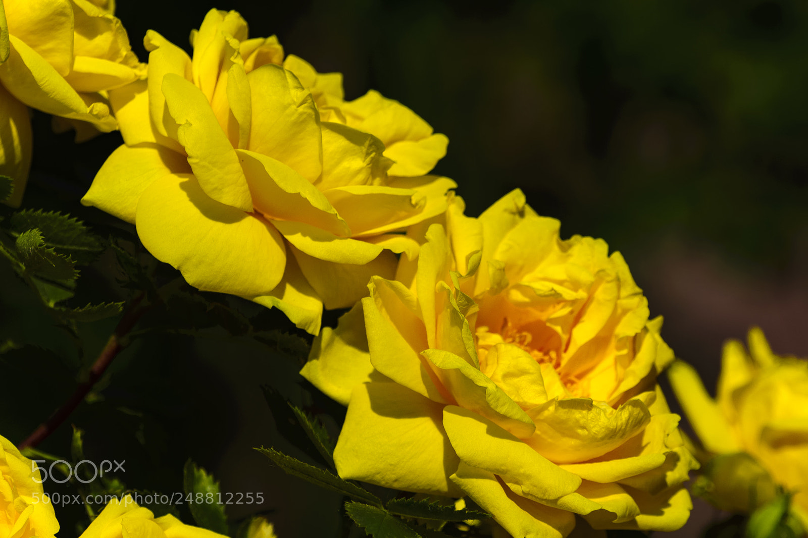 Nikon D610 sample photo. Beautiful yellow rose flowers photography