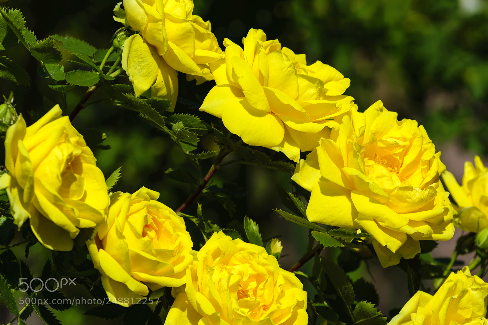 Nikon D610 sample photo. Two rows of bright photography