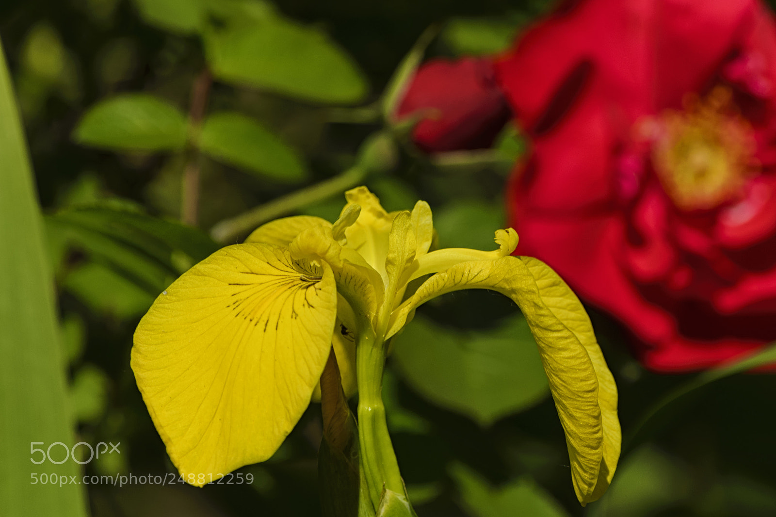 Nikon D610 sample photo. Bright yellow flower of photography