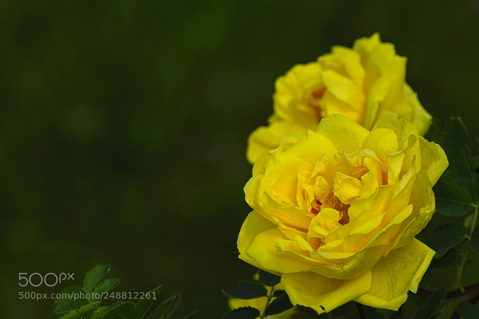 Nikon D610 sample photo. Yellow rose flower on photography