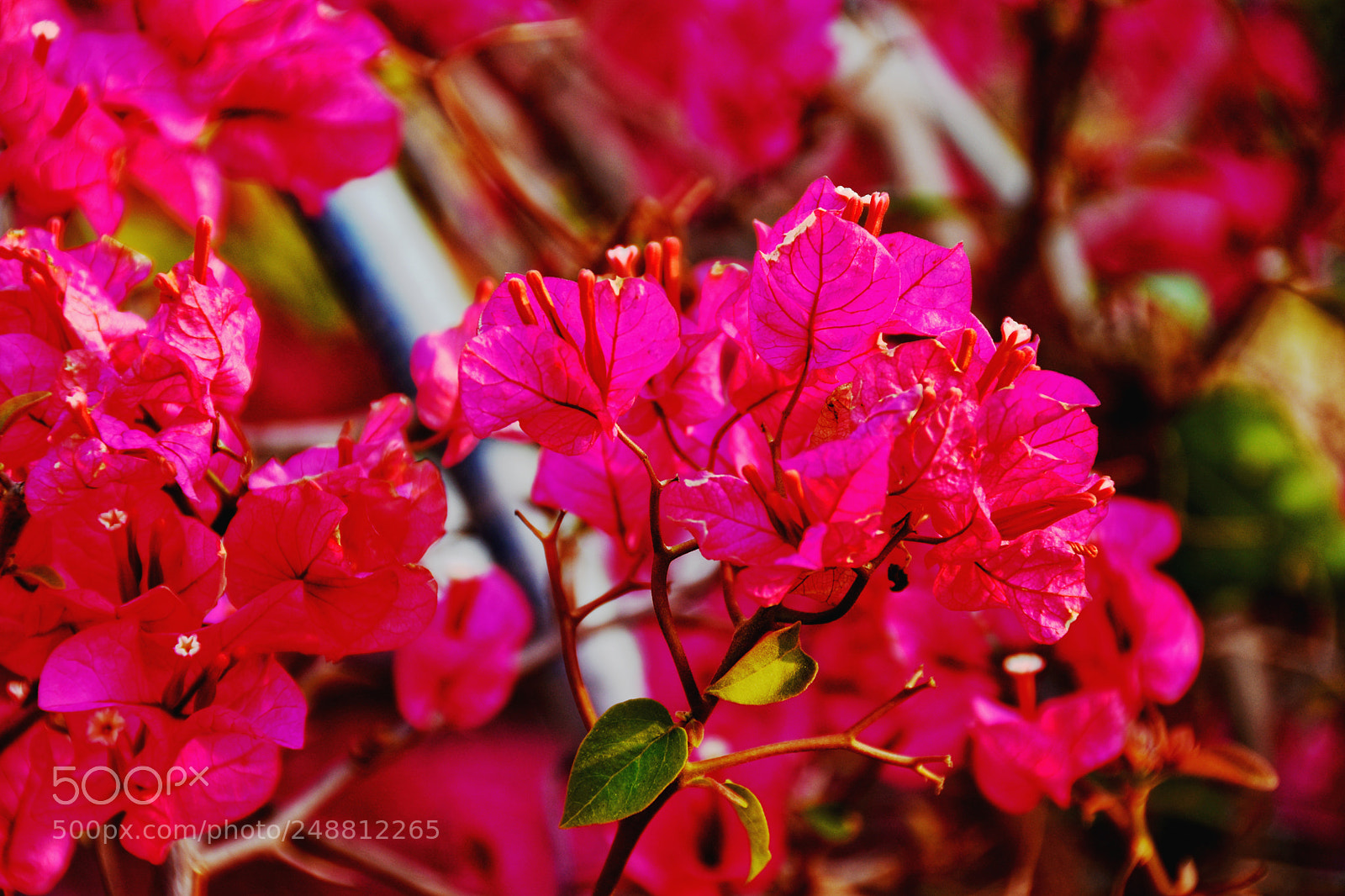 Nikon D7200 sample photo. Flowers in spring photography