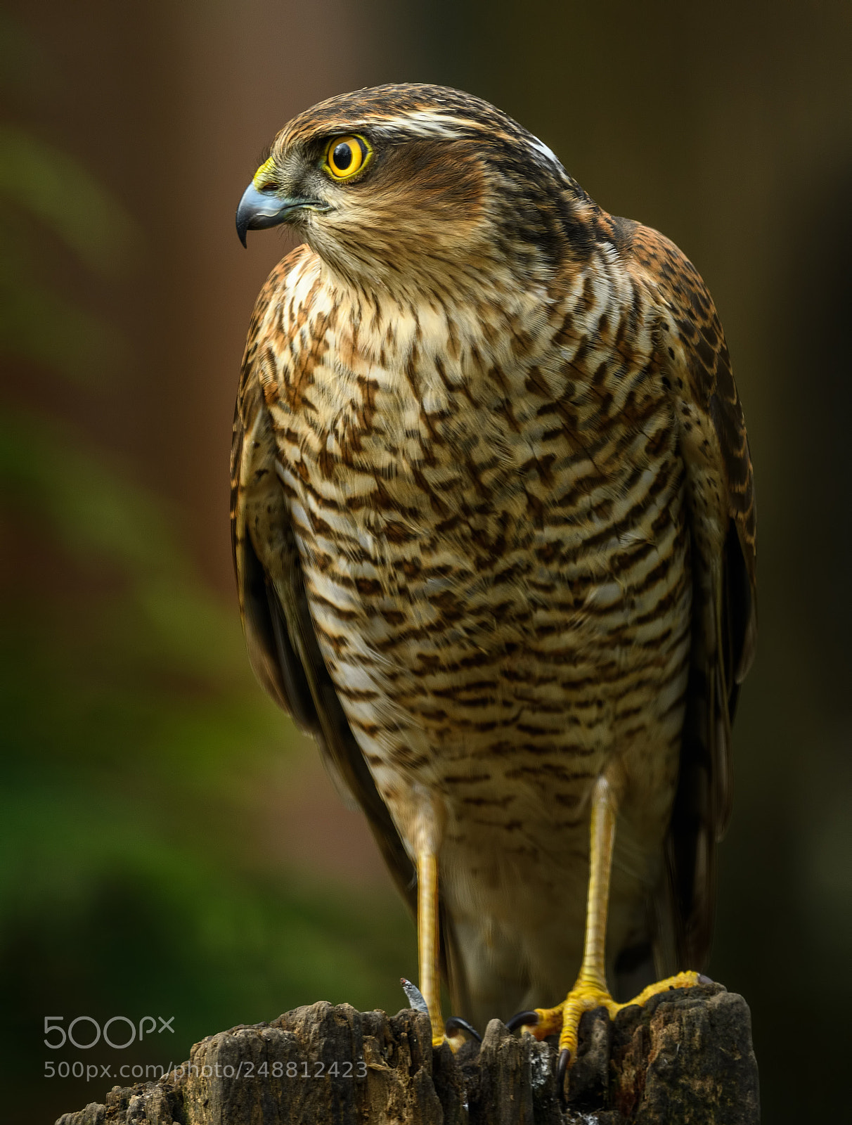 Nikon D500 sample photo. Female sparrowhawk in my photography