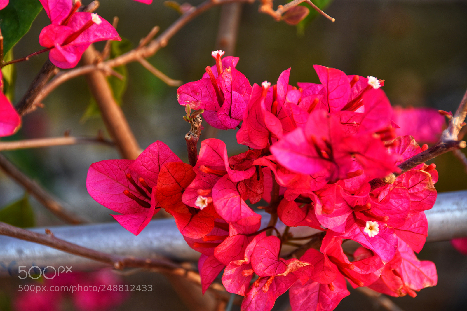 Nikon D7200 sample photo. Flowers in spring photography