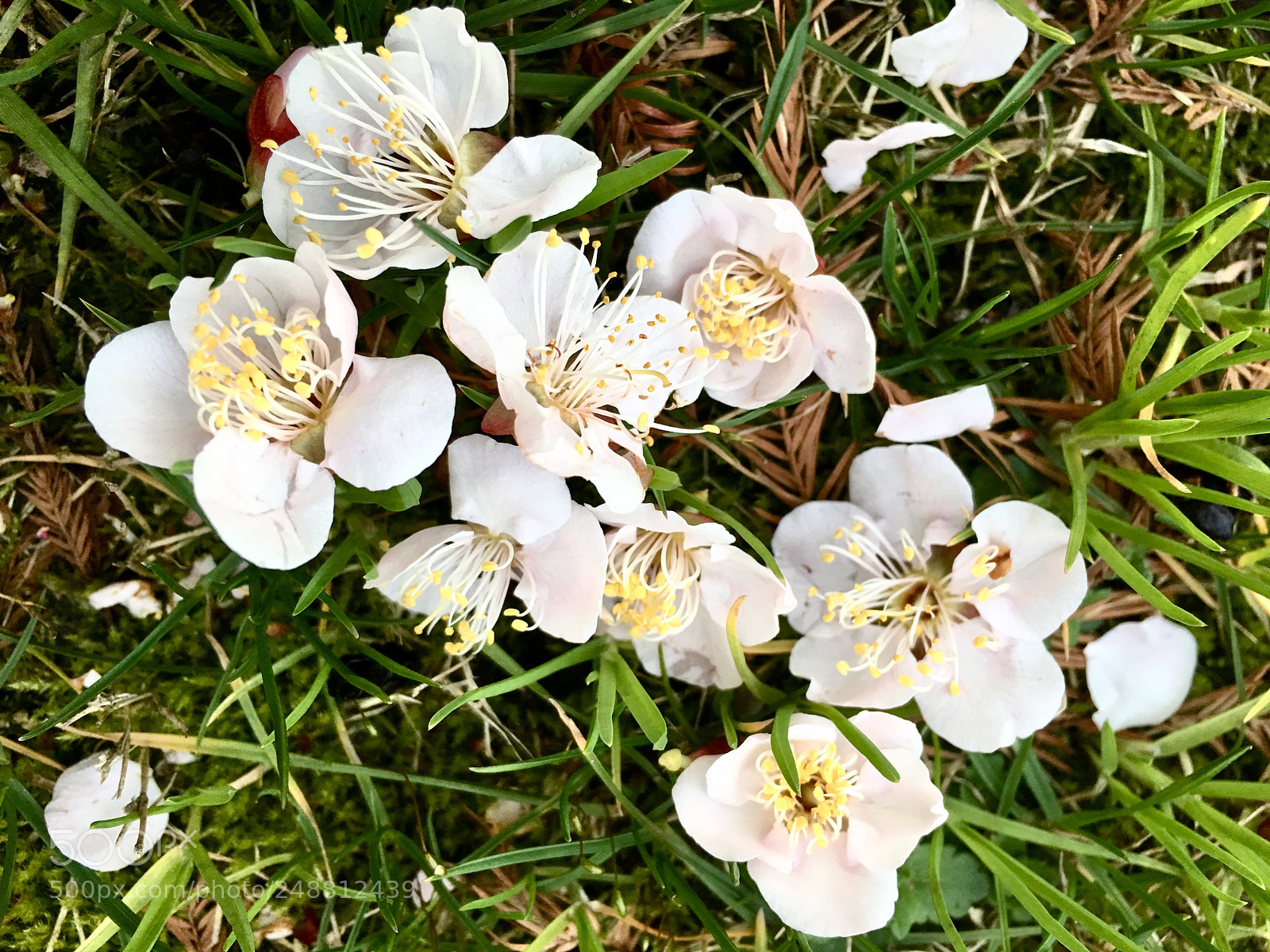 Apple iPhone 6s Plus sample photo. Untitled photography