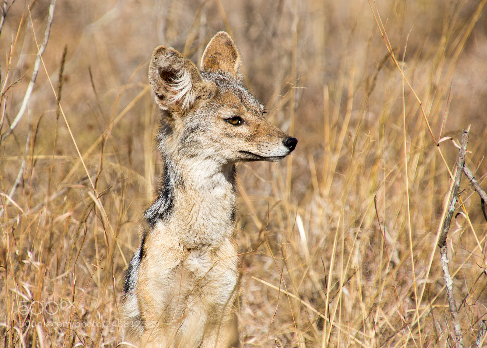 Nikon D7200 sample photo. Jackal photography