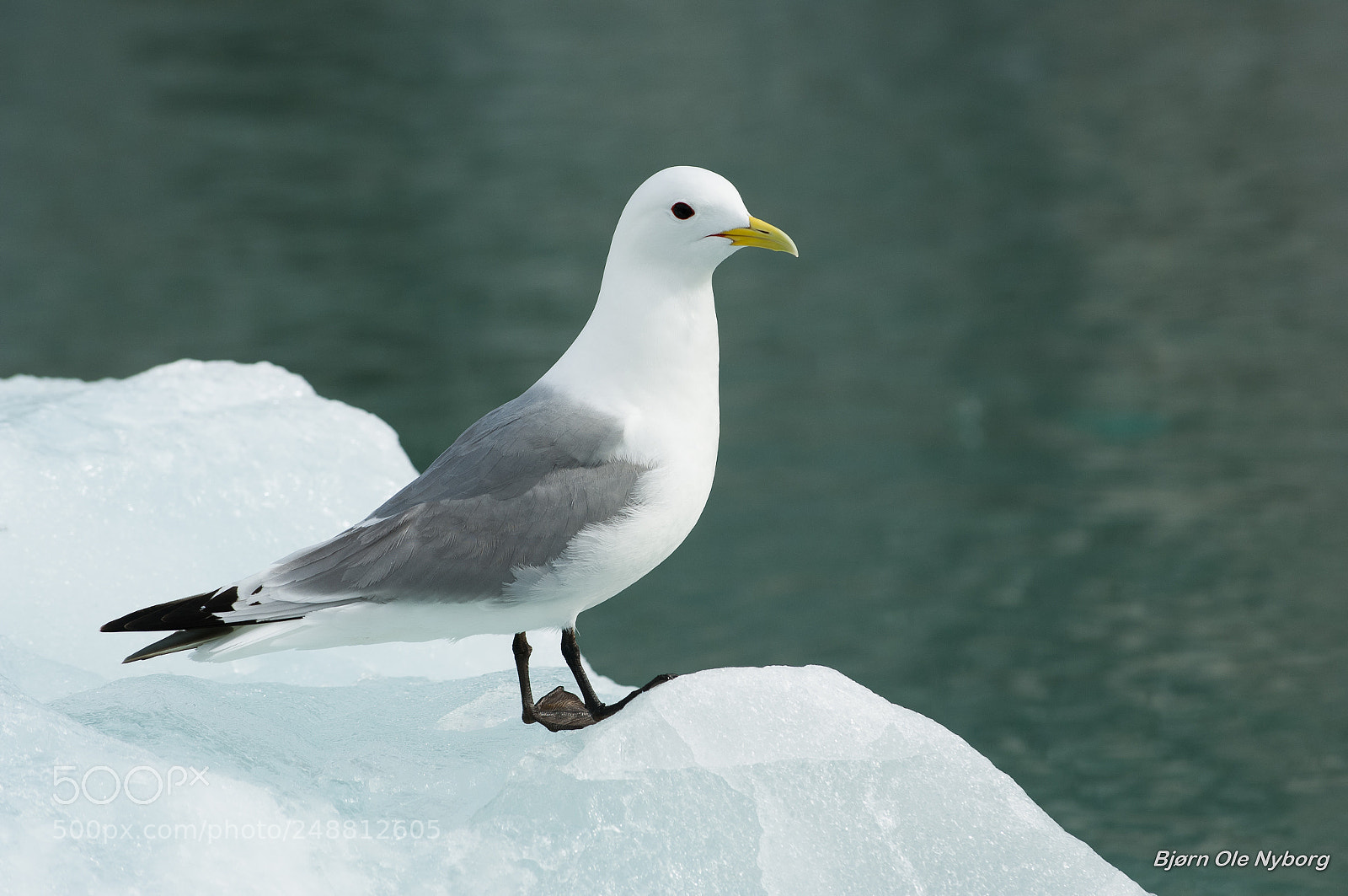 Nikon D2X sample photo. Black-legged kittiwake photography