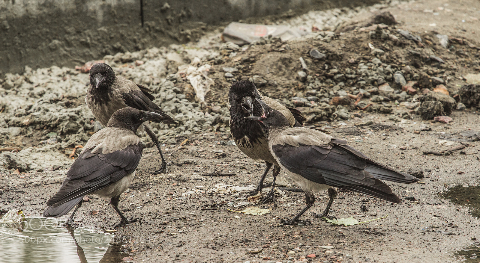Canon EOS 600D (Rebel EOS T3i / EOS Kiss X5) sample photo. Crowlife photography