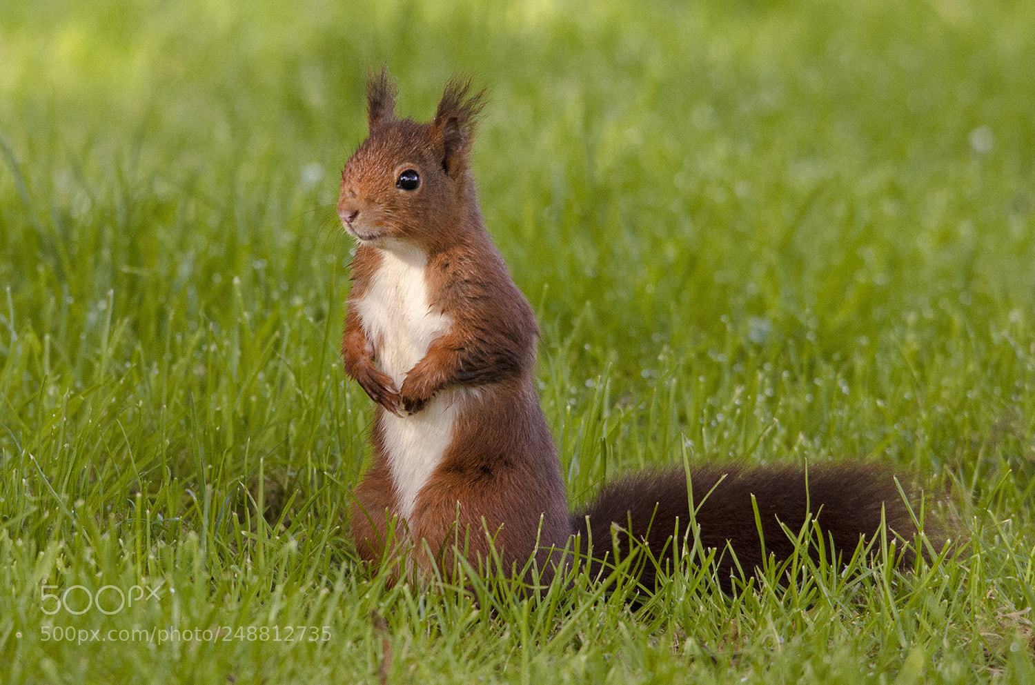 Nikon D7000 sample photo. Ardilla roja // red squirrel photography