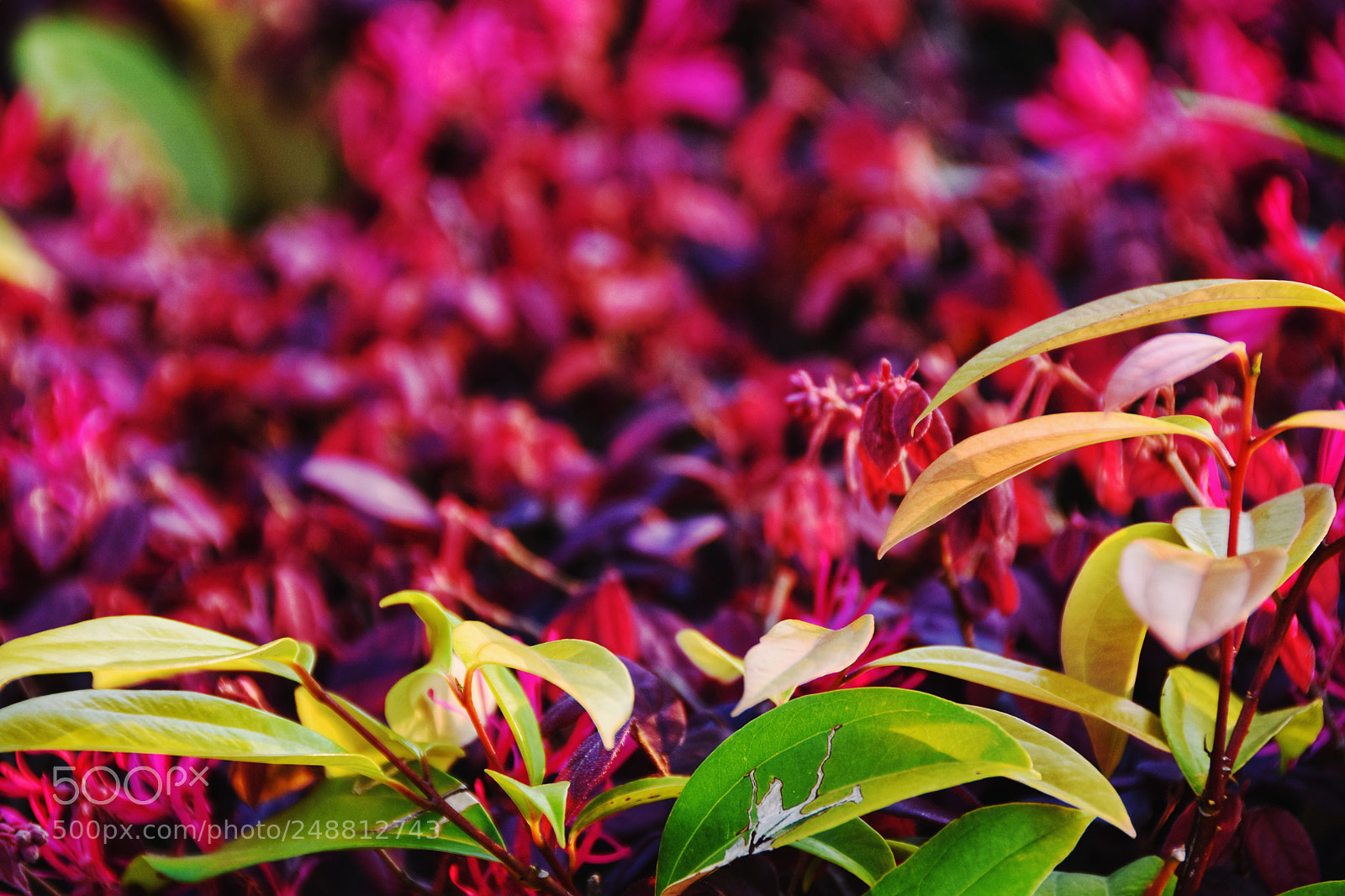 Nikon D7200 sample photo. Leaves photography