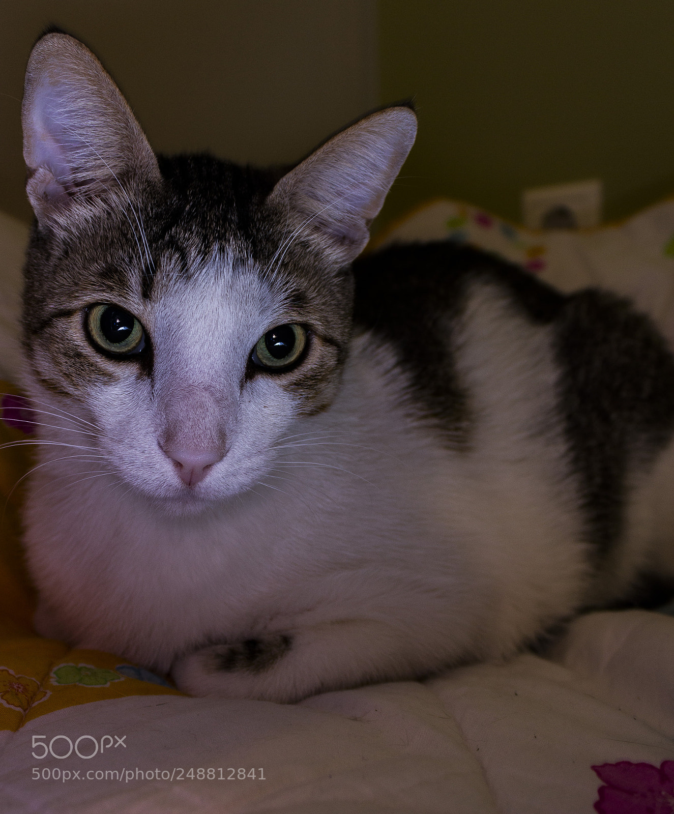 Canon EOS 600D (Rebel EOS T3i / EOS Kiss X5) sample photo. My cat et photography
