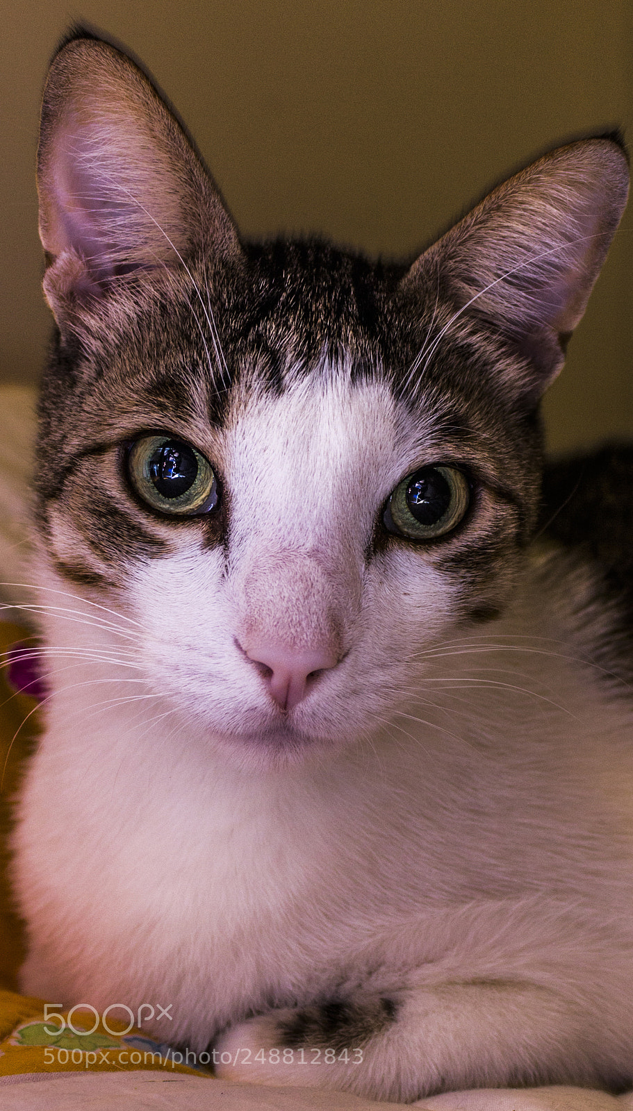 Canon EOS 600D (Rebel EOS T3i / EOS Kiss X5) sample photo. My cat et photography