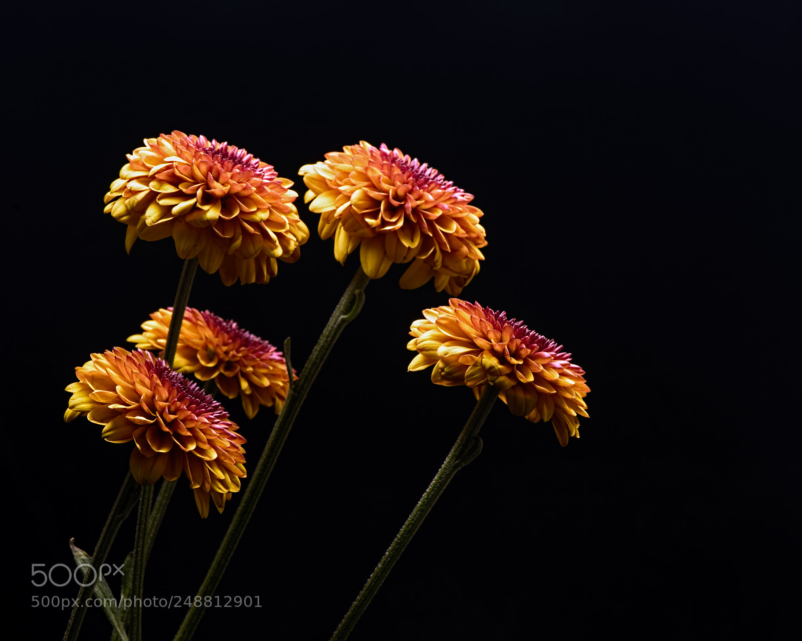 Nikon D810 sample photo. Autumn mum group 1114 photography