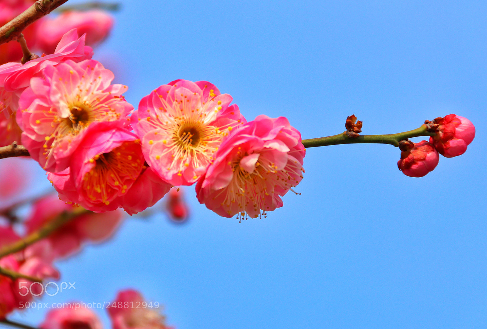 Canon EOS 80D sample photo. 春暖花开 photography