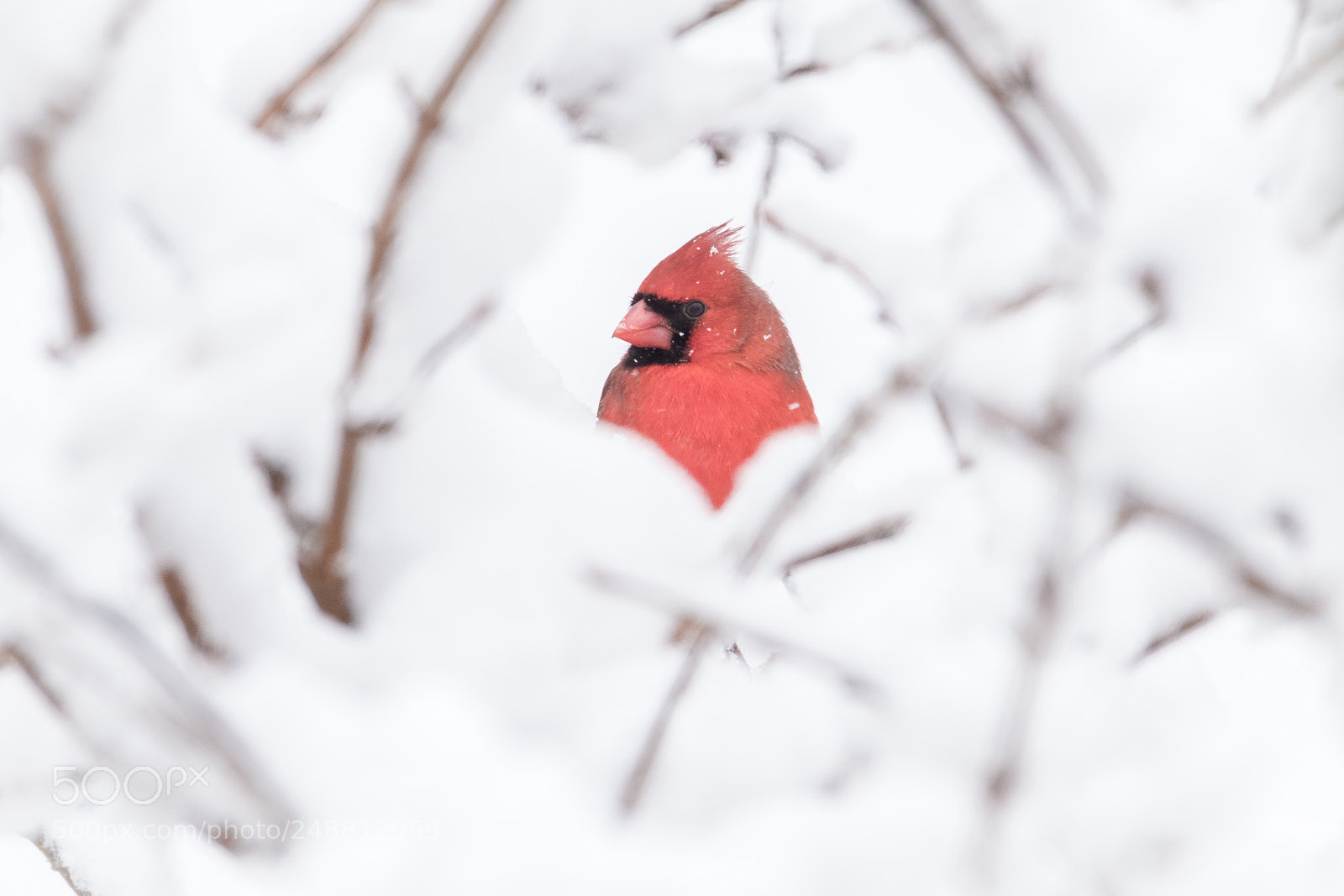 Nikon D810 sample photo. Hidden in the snow photography