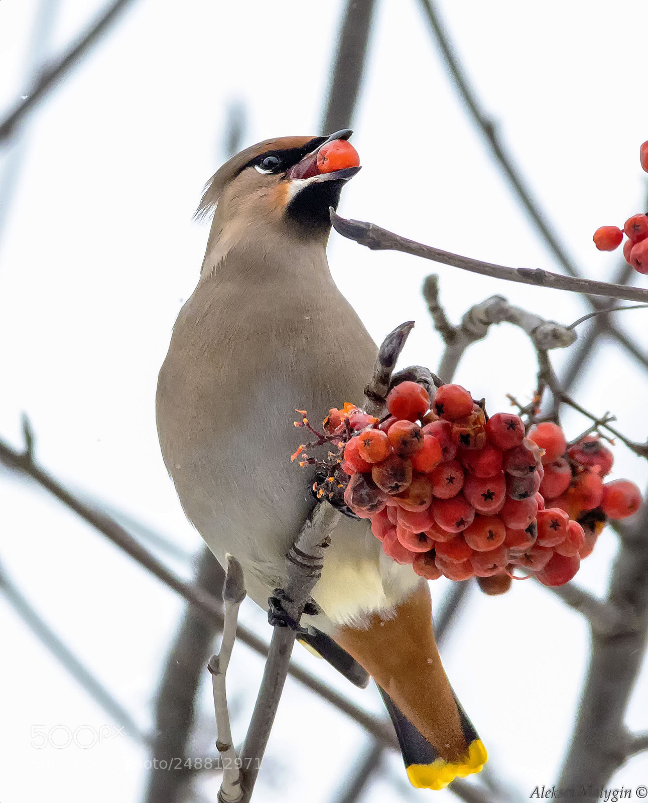 Canon EOS 7D Mark II sample photo. Bohemian waxwing photography