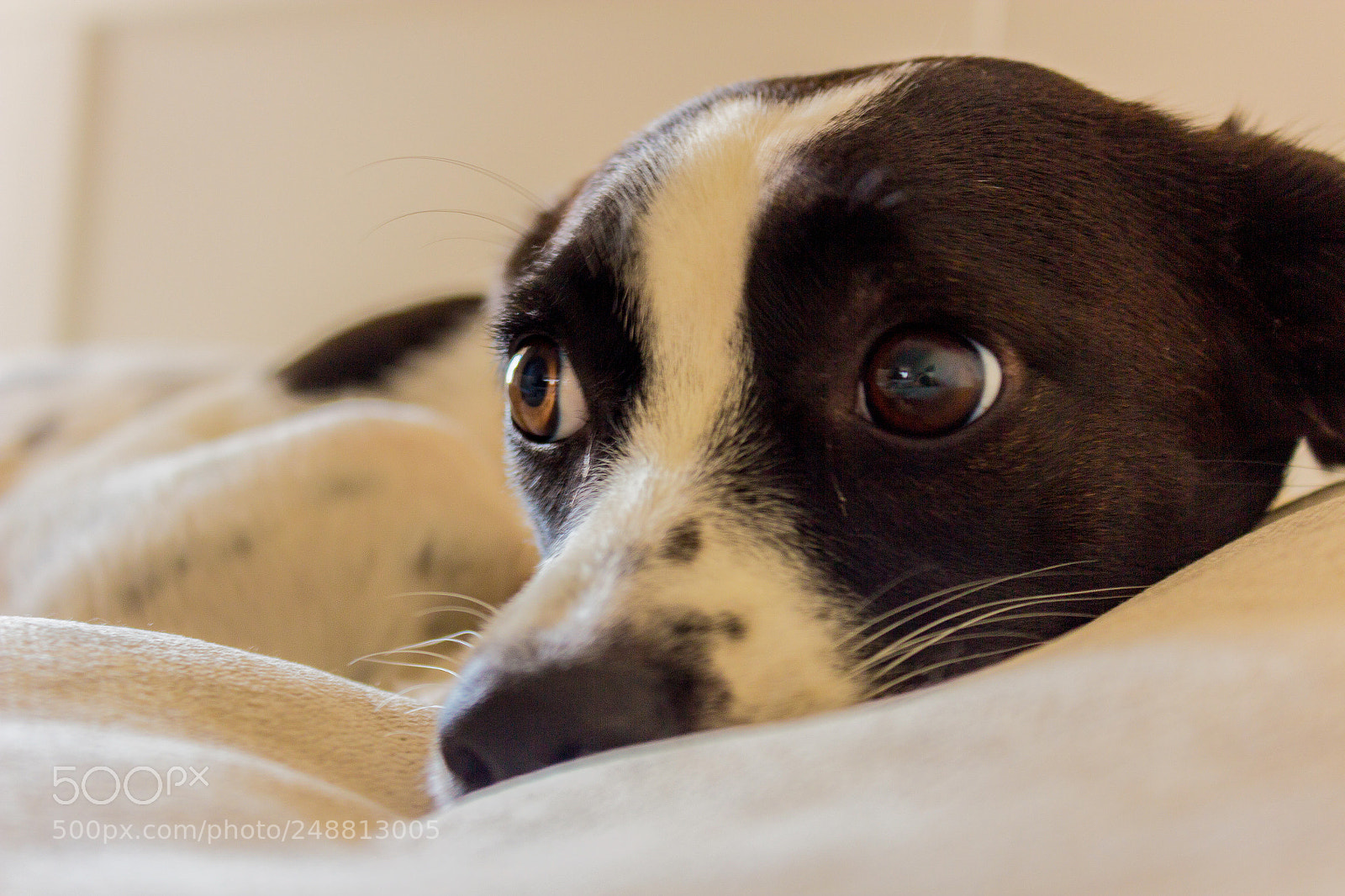 Canon EOS 600D (Rebel EOS T3i / EOS Kiss X5) sample photo. My cute dog photography