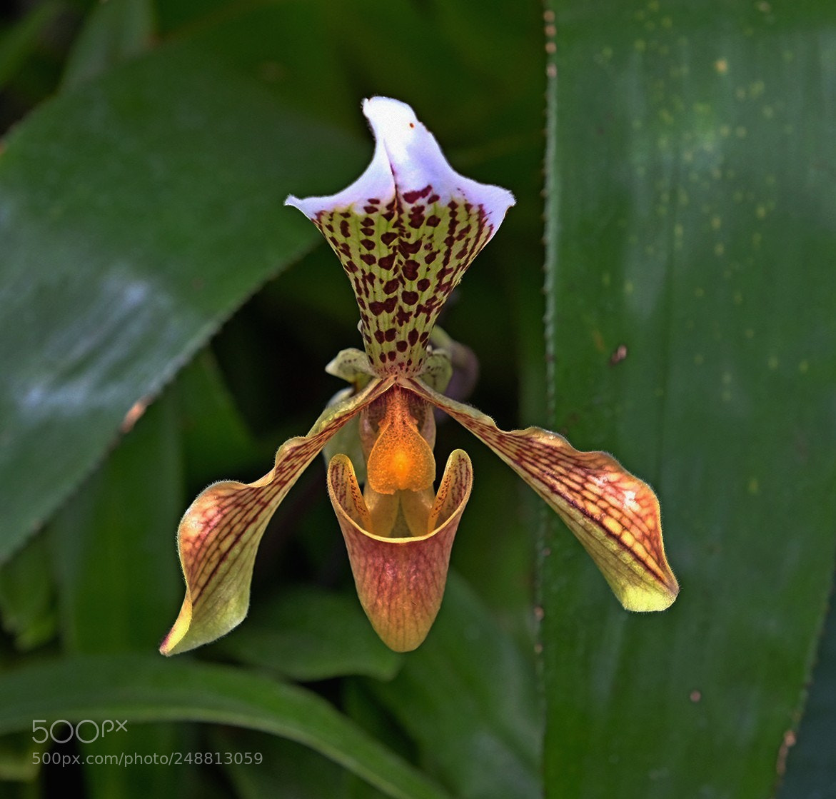 Fujifilm X-T2 sample photo. Orchidee photography