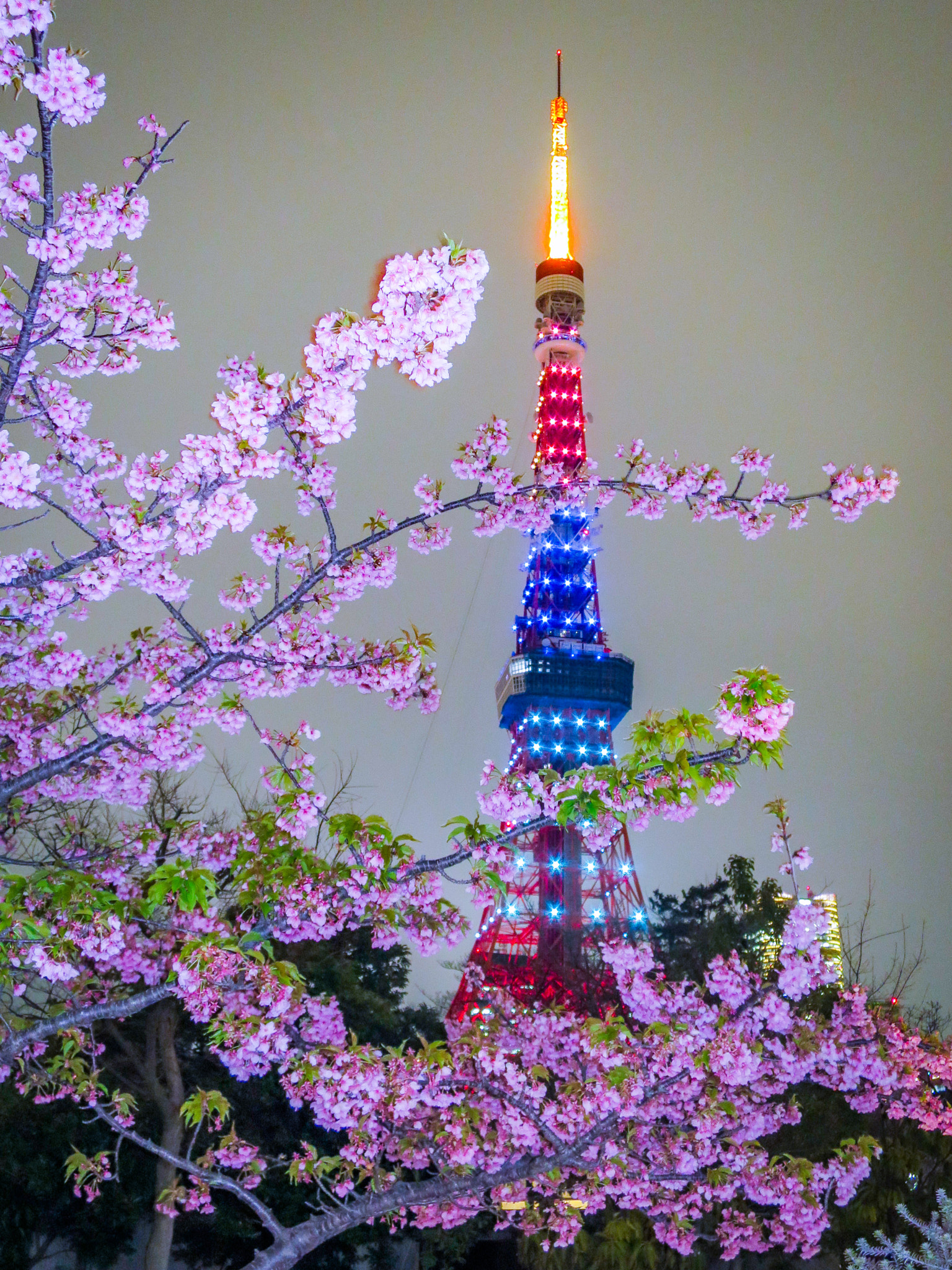 Canon PowerShot S120 sample photo. Cherry blossoms and tokyo tower photography