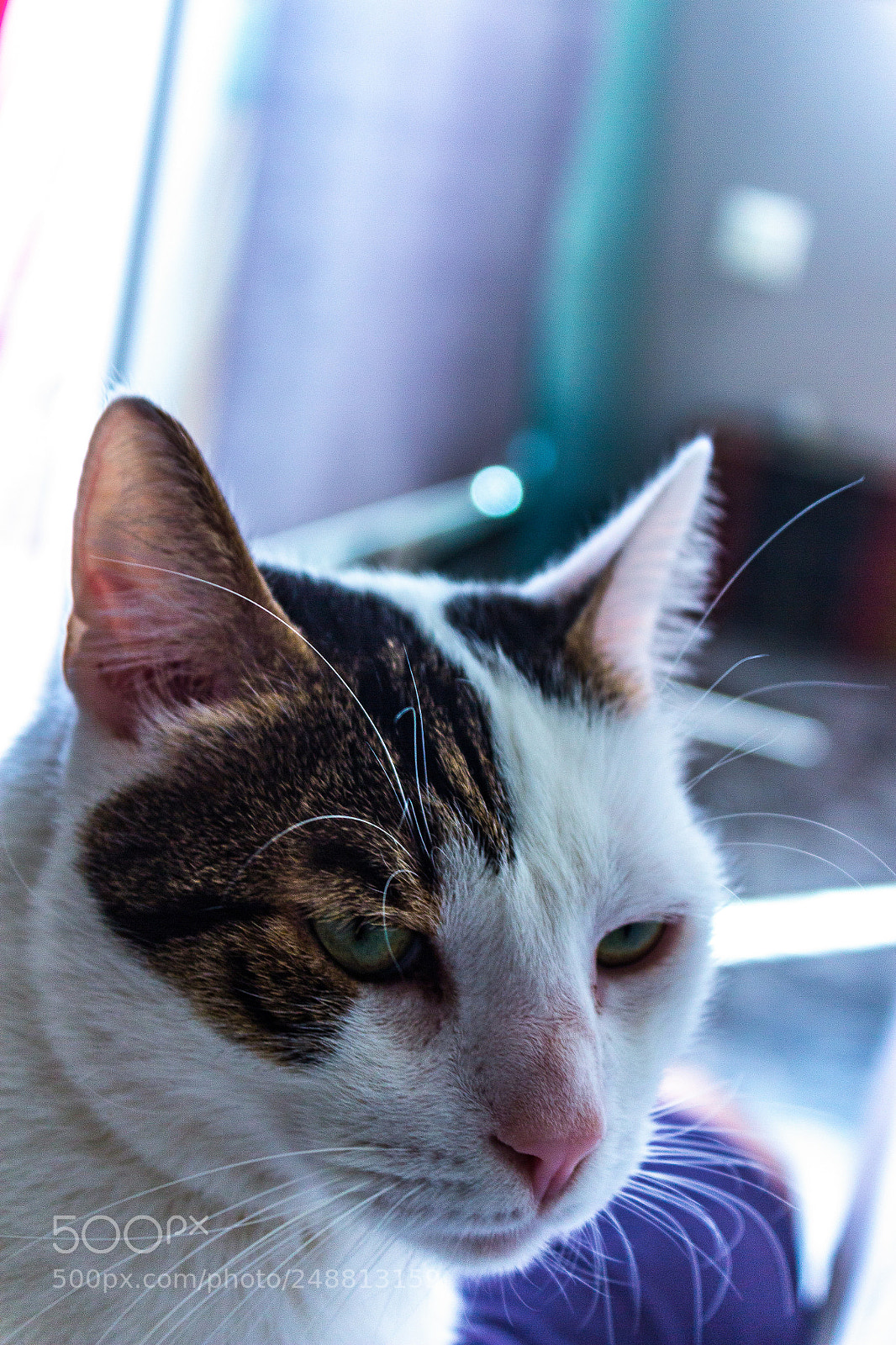 Canon EOS 600D (Rebel EOS T3i / EOS Kiss X5) sample photo. My cat photography