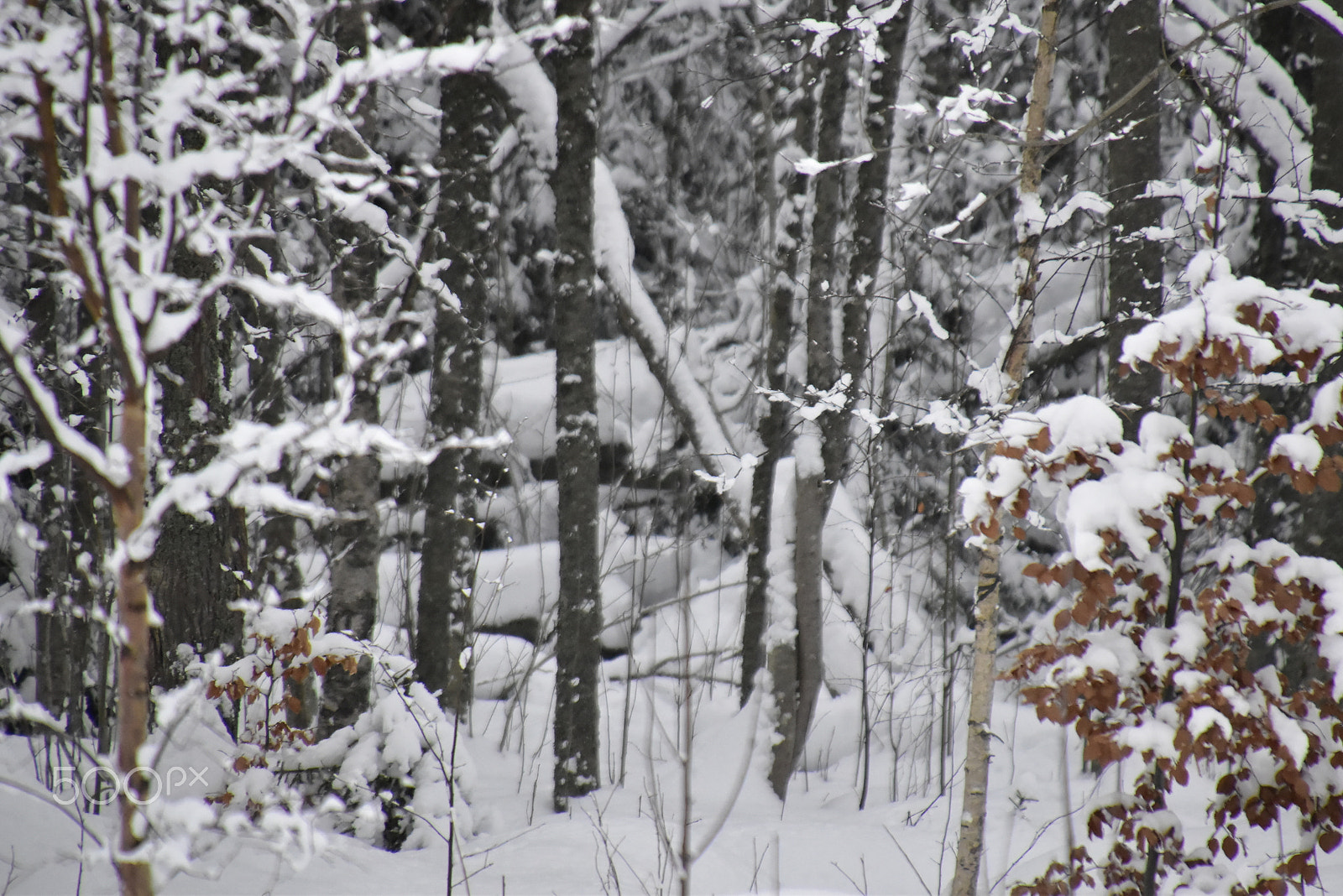 Nikon D5500 sample photo. Snötäckt skog, även marken photography