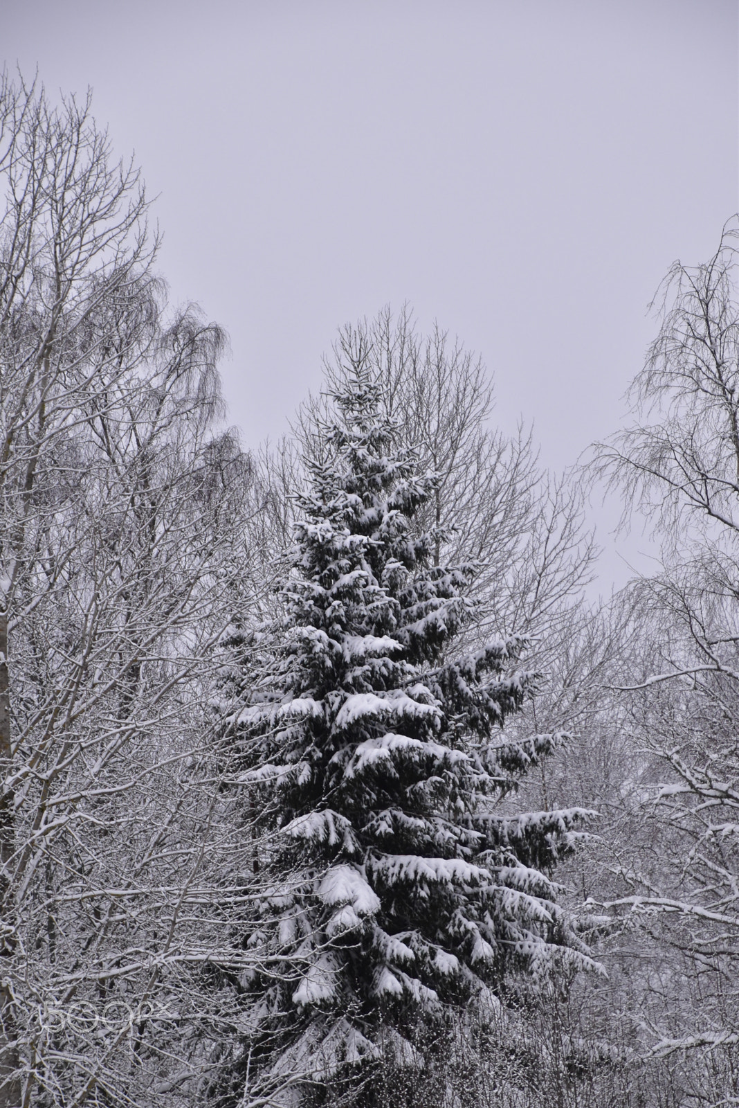 Nikon D5500 sample photo. Snötäckt skog, gran bland lövträd photography