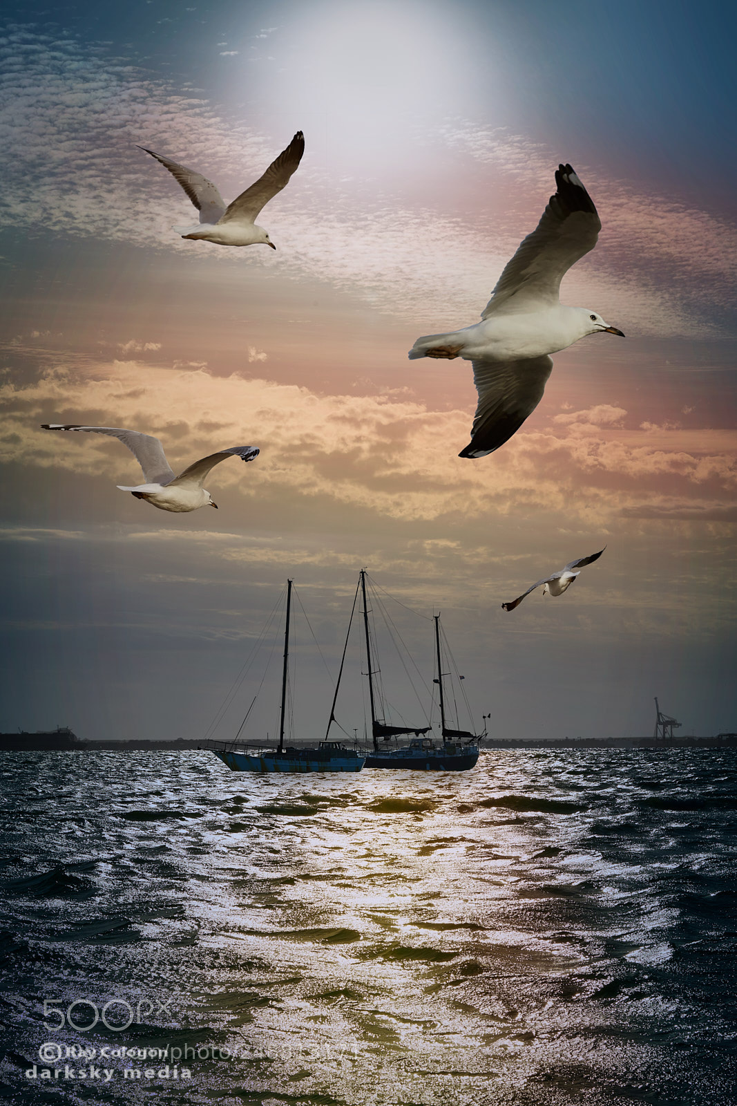 Sony a7R III sample photo. Wheeling gulls photography