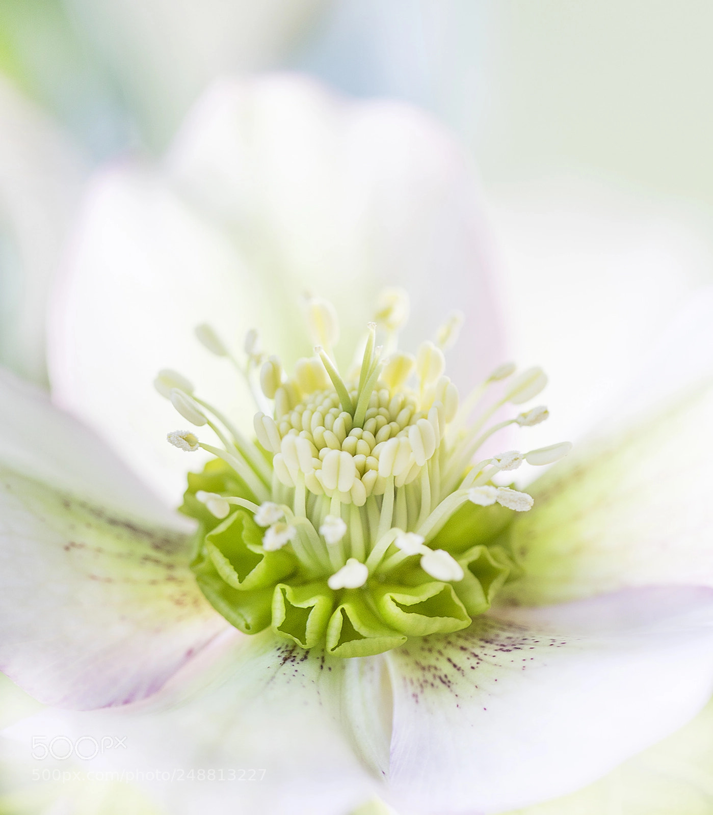 Canon EOS 7D Mark II sample photo. Hellebore photography