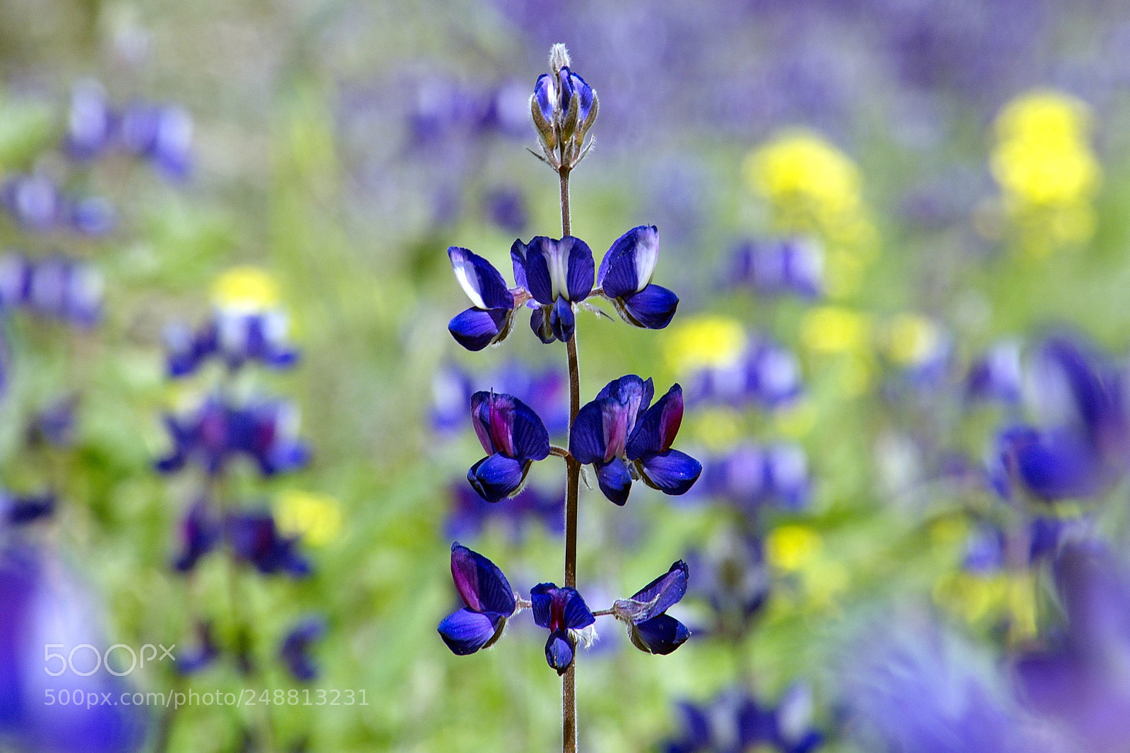 Nikon D7200 sample photo. Purple and yellow photography