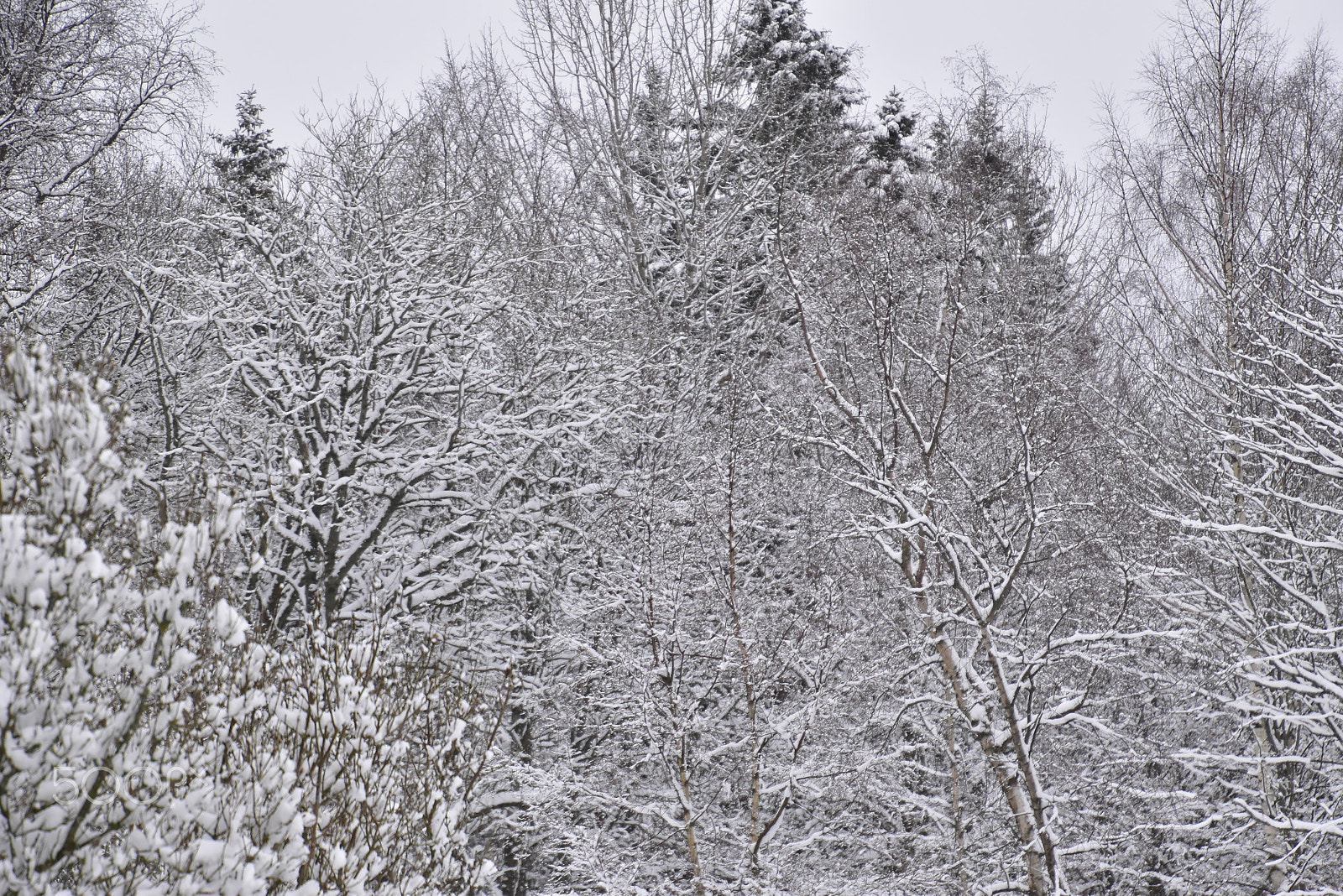 Nikon D5500 sample photo. Snötäckt skog, lövträd photography