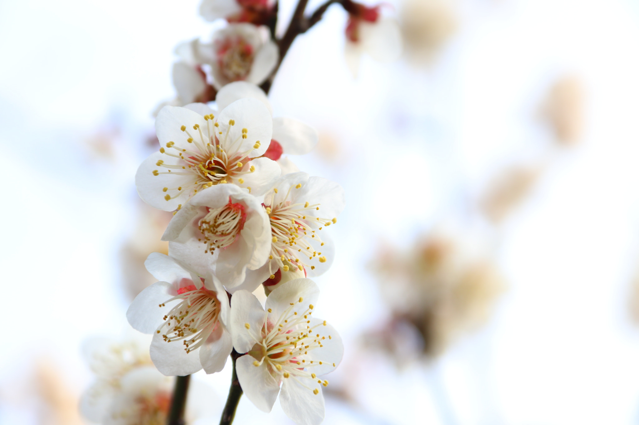 Canon EF-S 18-200mm F3.5-5.6 IS sample photo. 争艳 photography