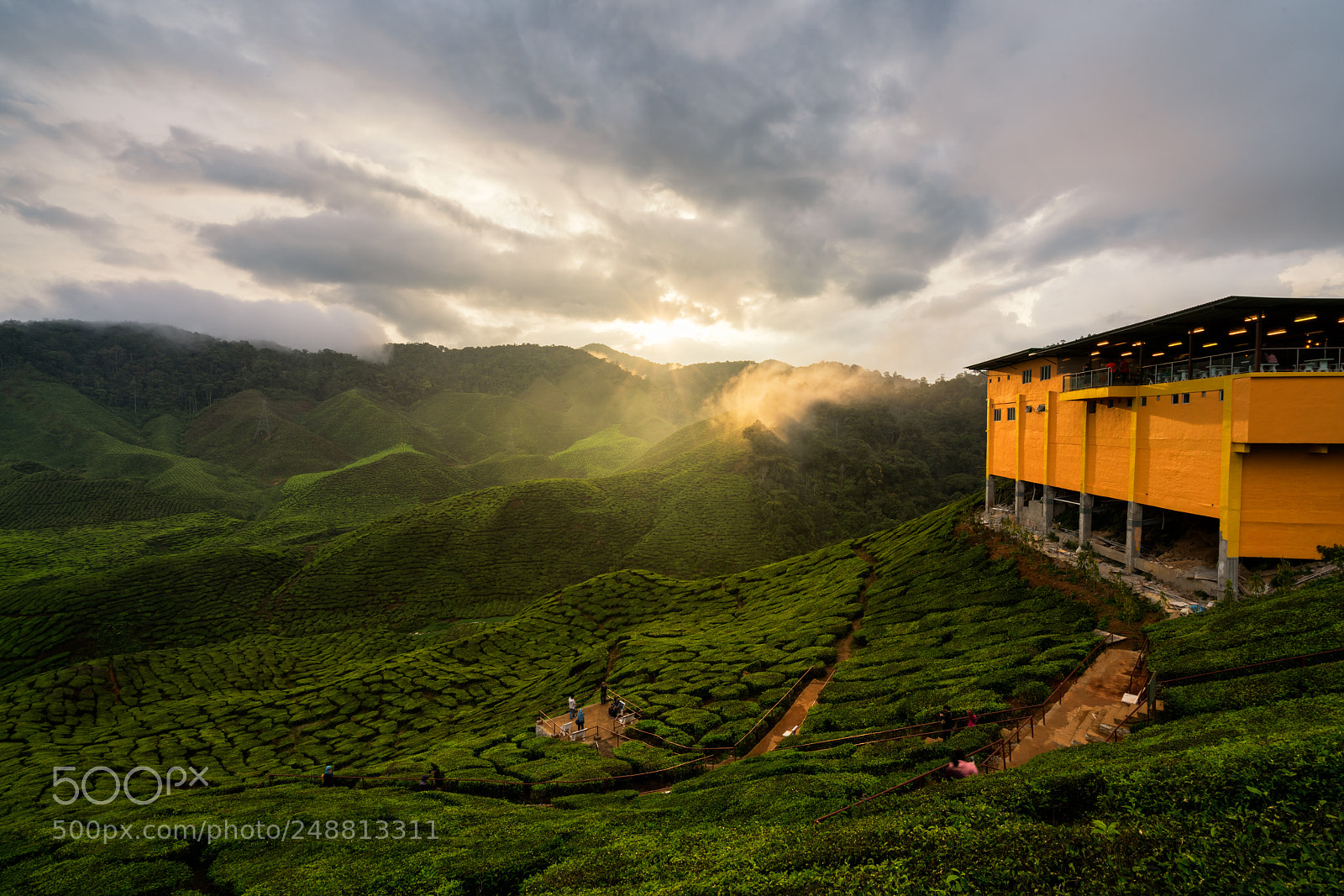 Sony a7R II sample photo. Landscape of tea plantation photography