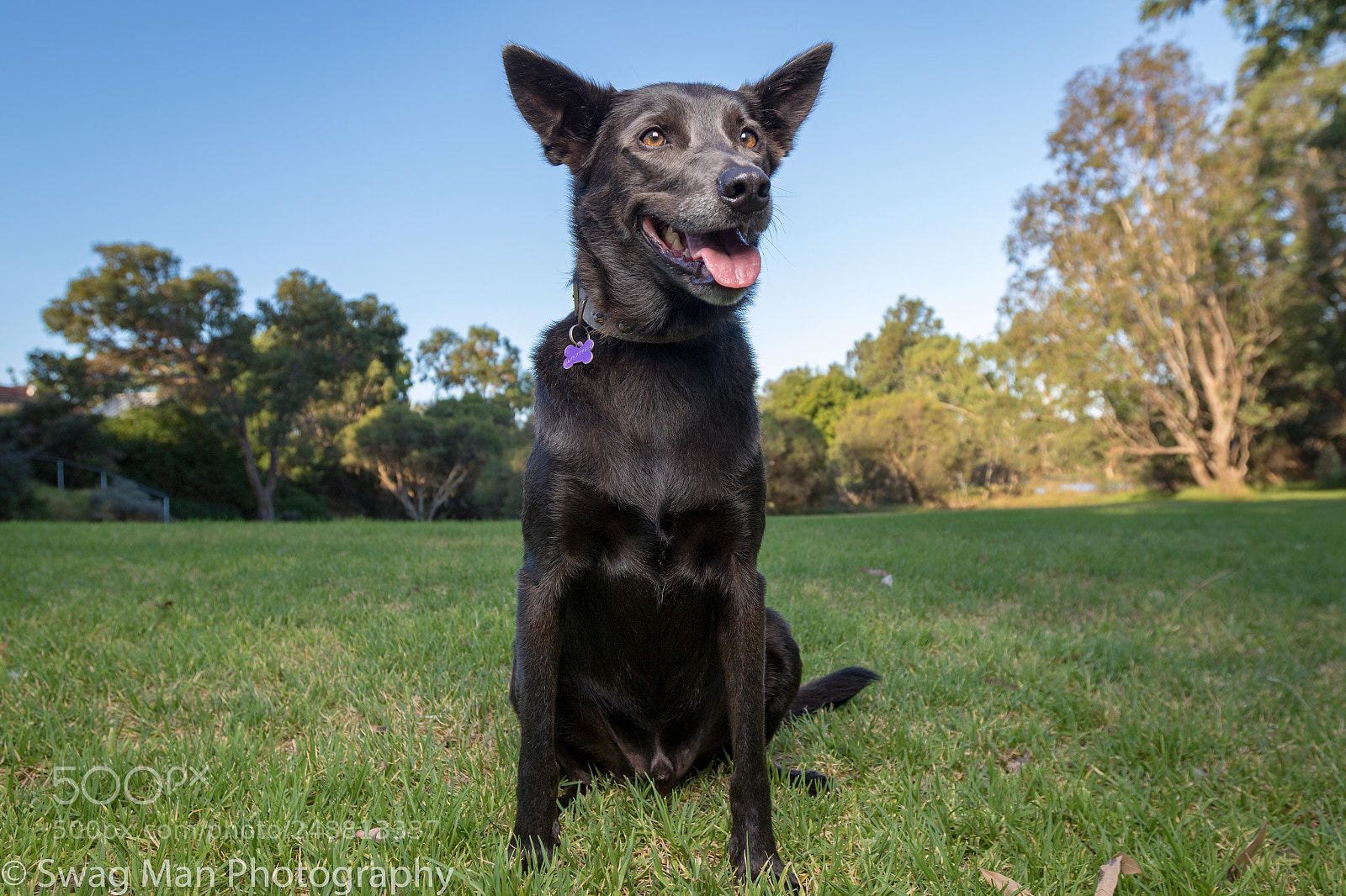 Canon EOS 7D Mark II sample photo. Happy benny dog photography