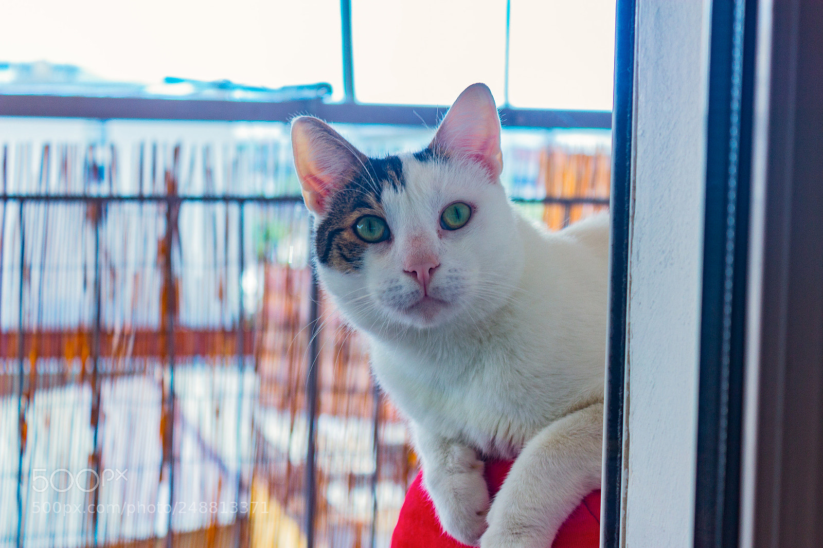 Canon EOS 600D (Rebel EOS T3i / EOS Kiss X5) sample photo. My cat photography