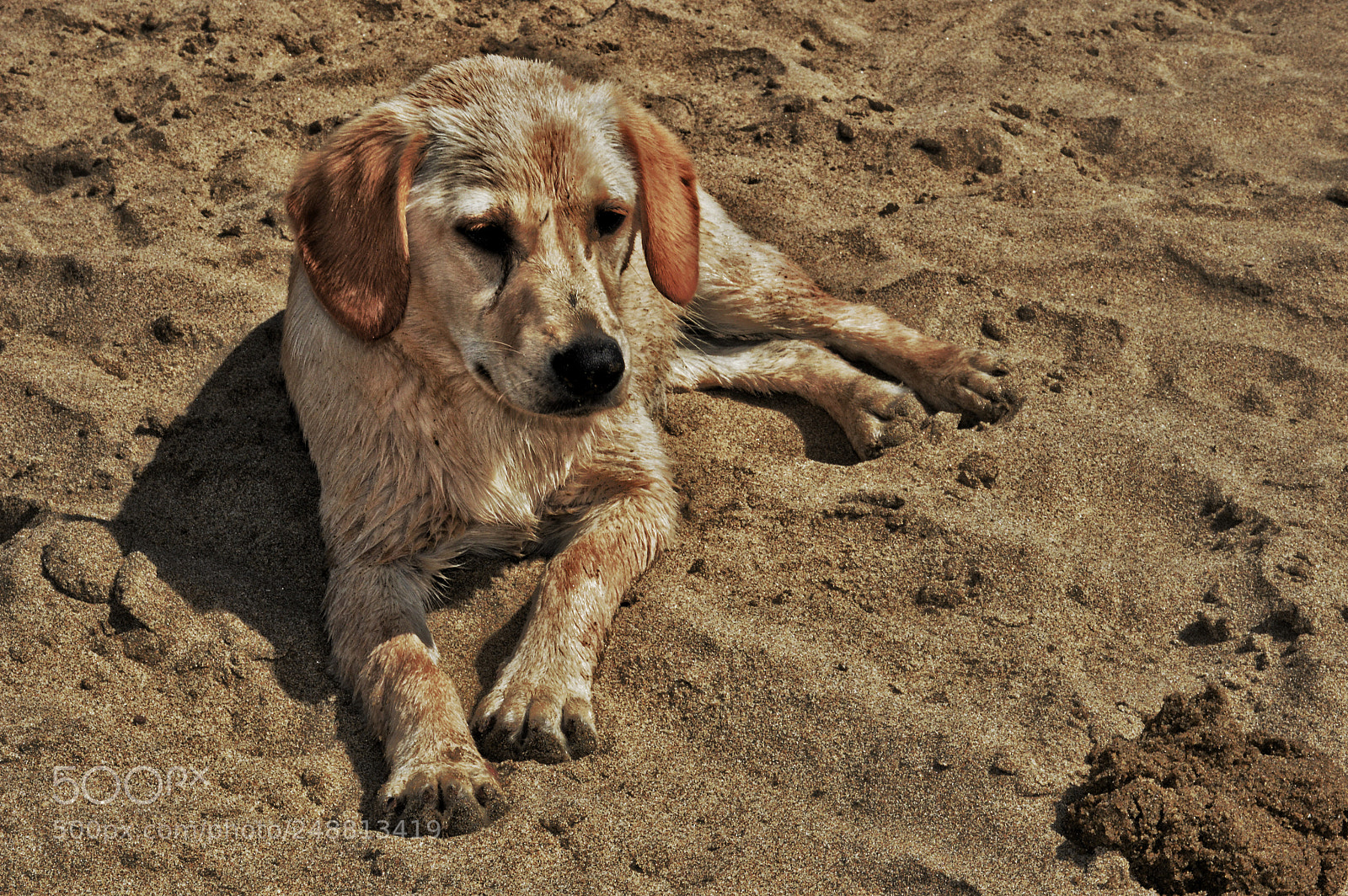 Nikon D3200 sample photo. Lazy baby dog photography