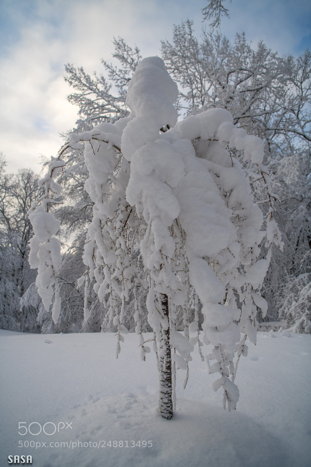 Nikon D850 sample photo. Heavy snow photography