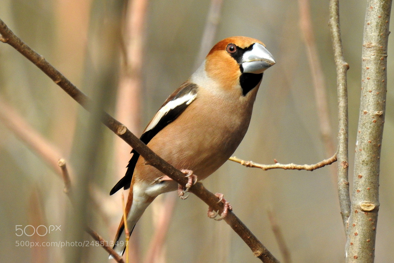 Nikon Coolpix P900 sample photo. Coccothraustes coccothraustes - grubodzi photography