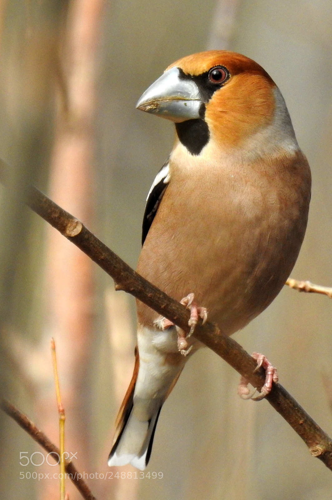 Nikon Coolpix P900 sample photo. Coccothraustes coccothraustes - grubodzi photography