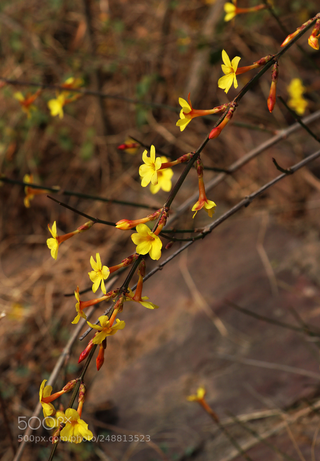 Canon EOS 80D sample photo. 迎春花 photography