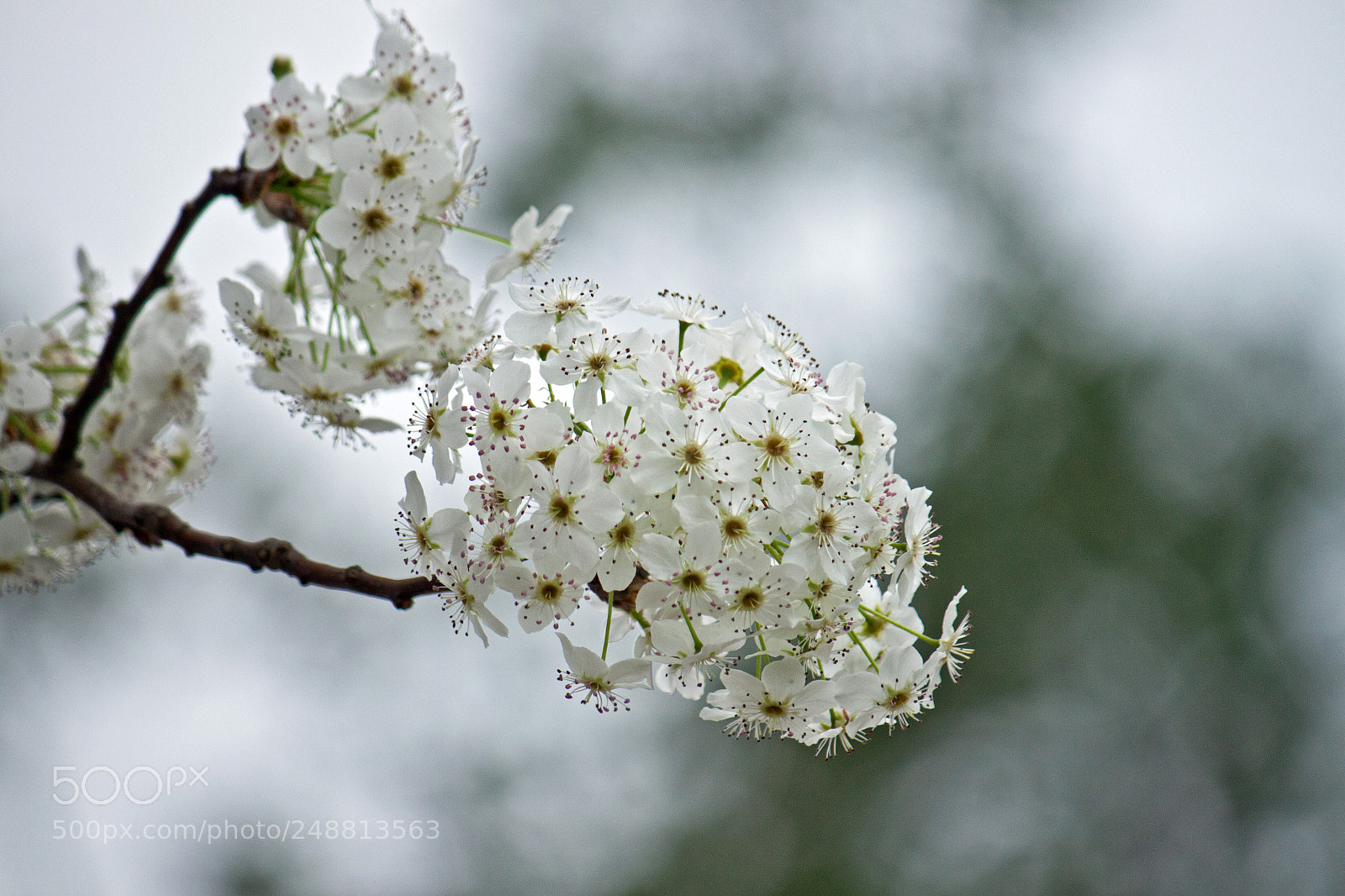 Canon EOS 500D (EOS Rebel T1i / EOS Kiss X3) sample photo. Bradford pear photography