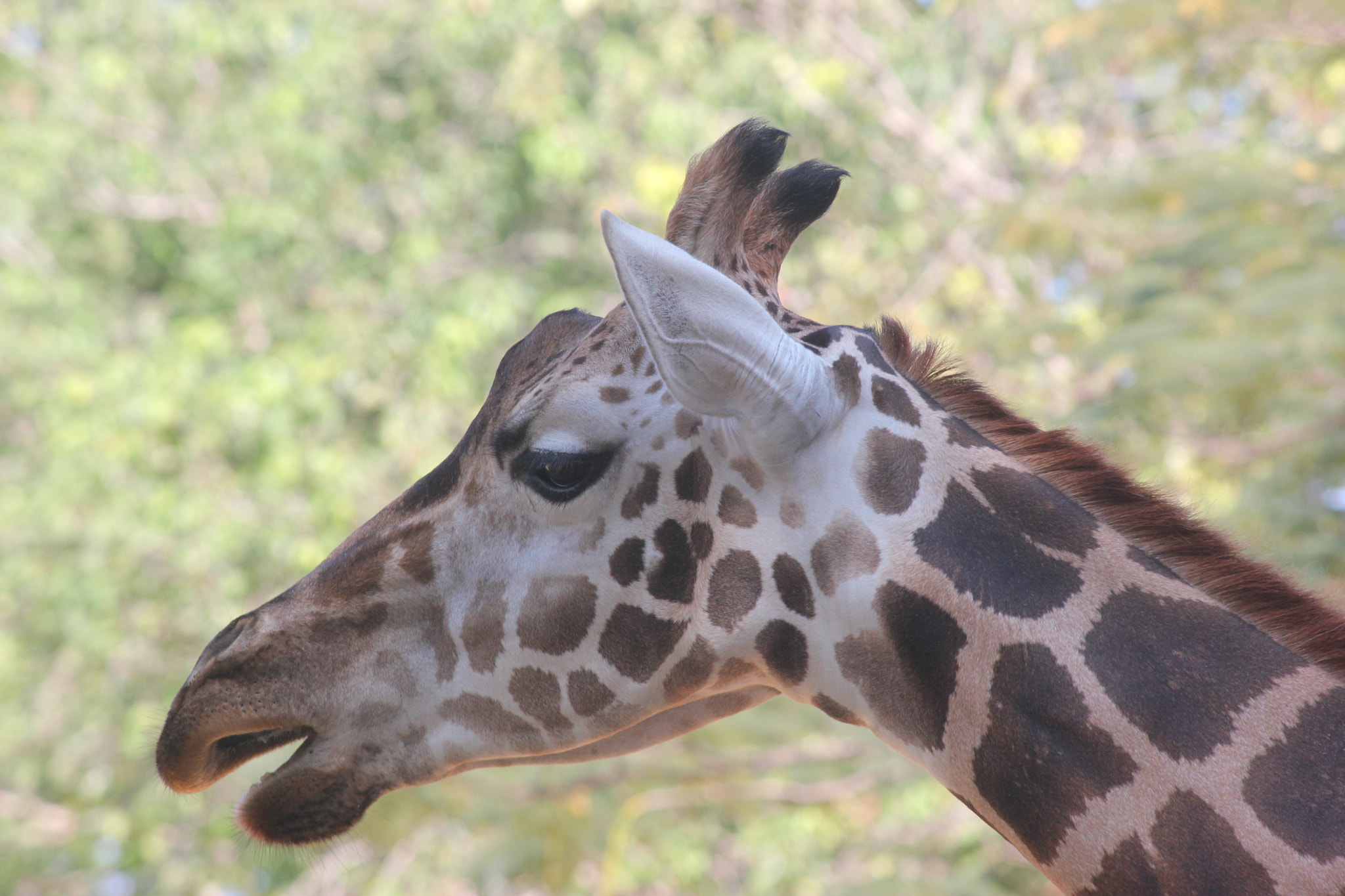 Canon EF-S 55-250mm F4-5.6 IS II sample photo. Img photography