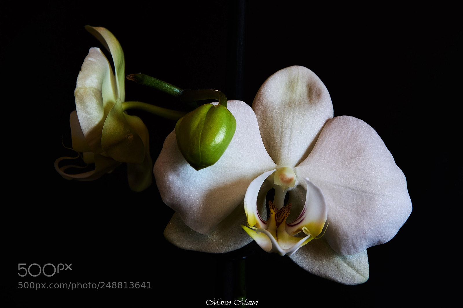 Sony a6000 sample photo. Orchidea photography