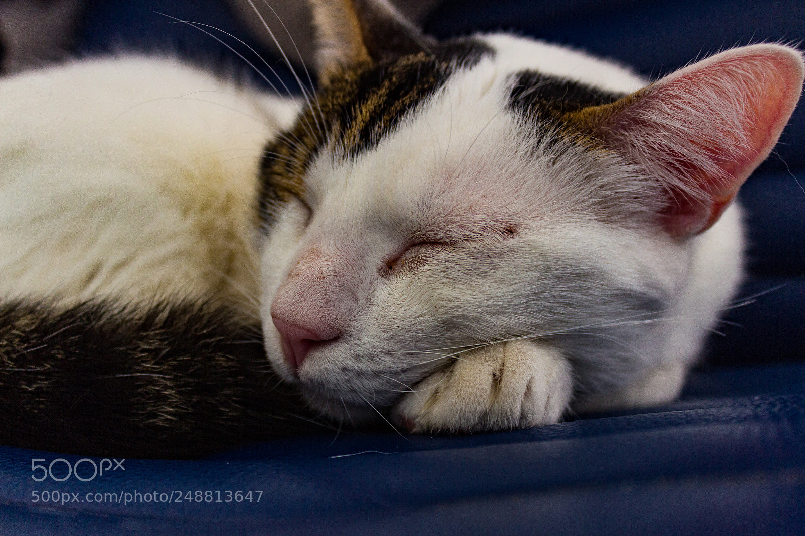 Canon EOS 600D (Rebel EOS T3i / EOS Kiss X5) sample photo. My cats photography