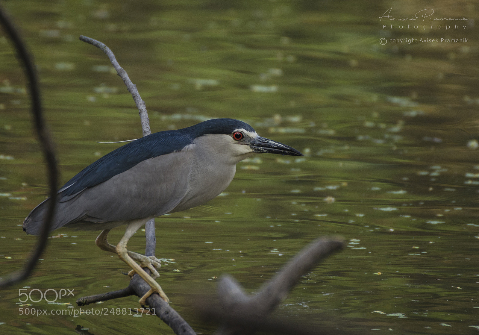 Nikon D5100 sample photo. Black-crowned night heron photography