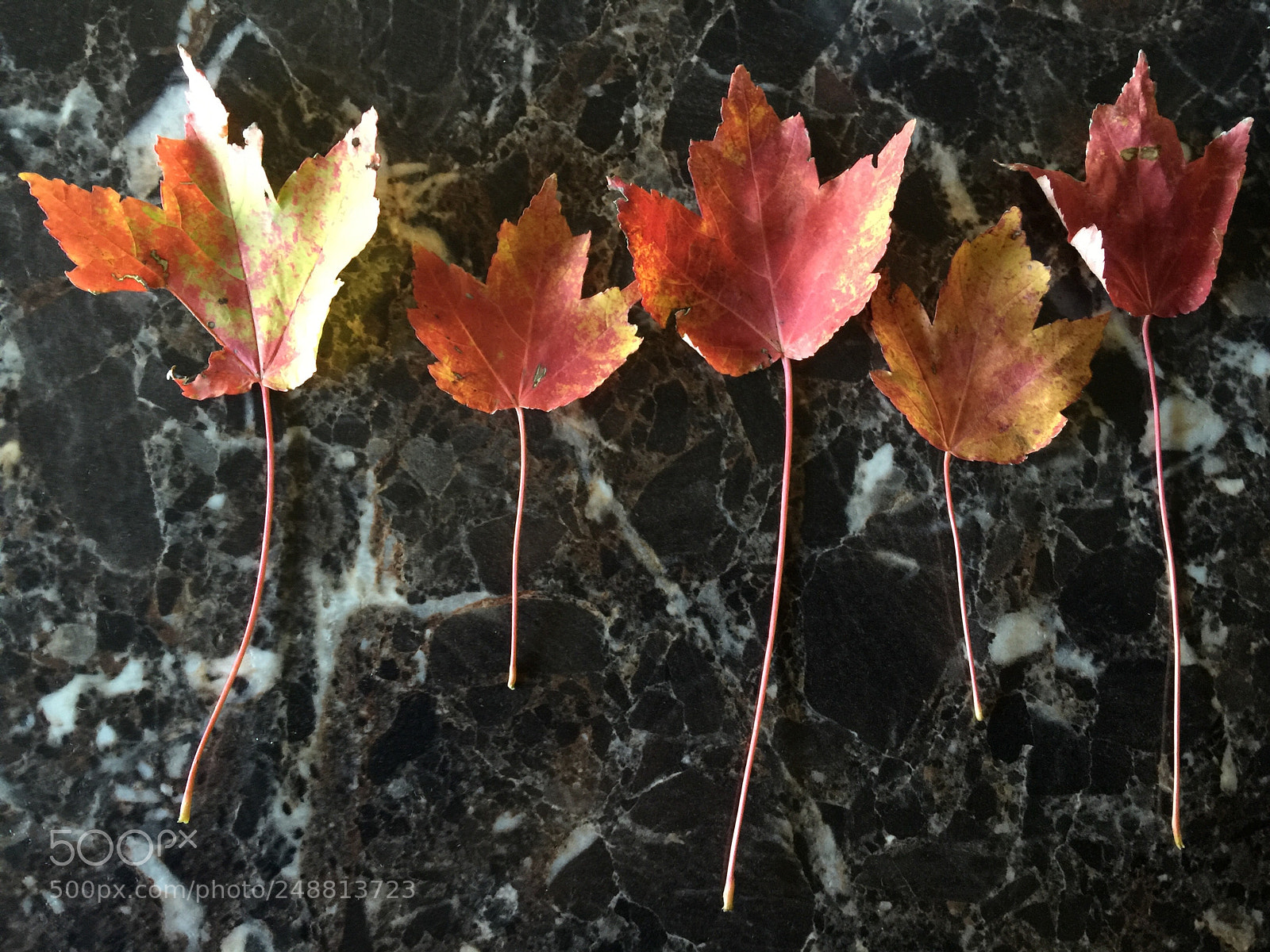 Apple iPhone 6 Plus sample photo. Untitled photography