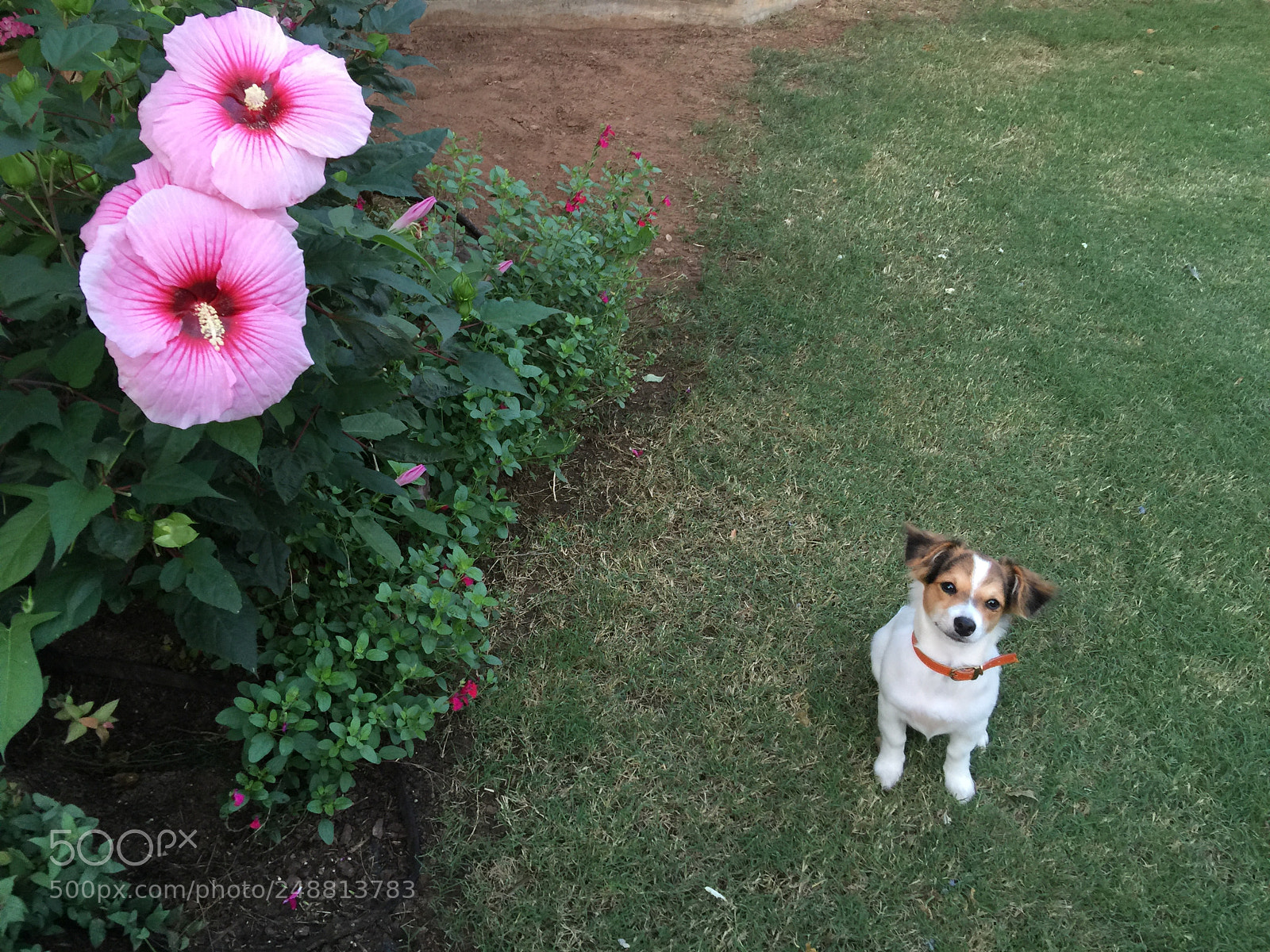Apple iPhone 6 Plus sample photo. Untitled photography