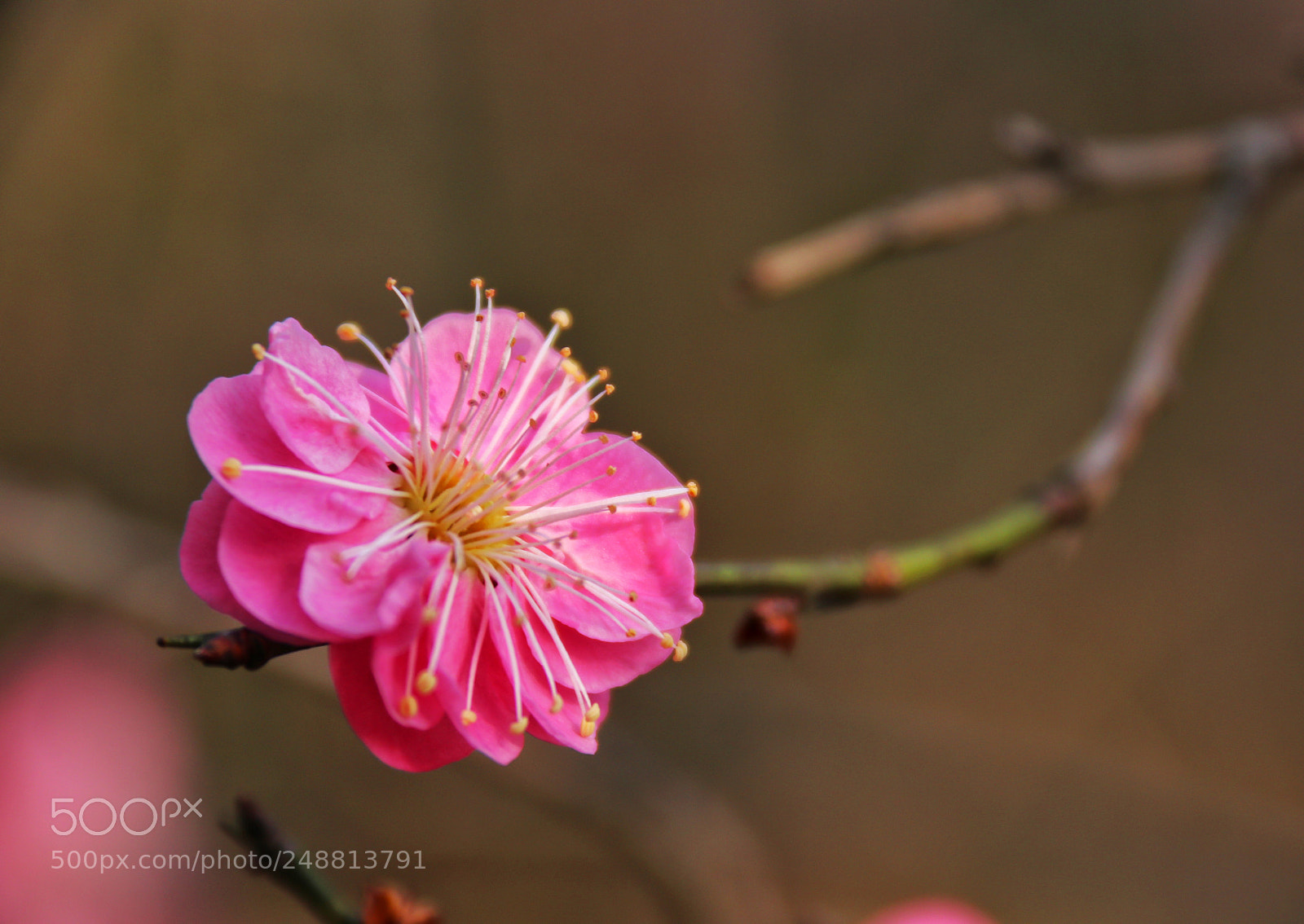 Canon EOS 80D sample photo. 孤独花也开 photography