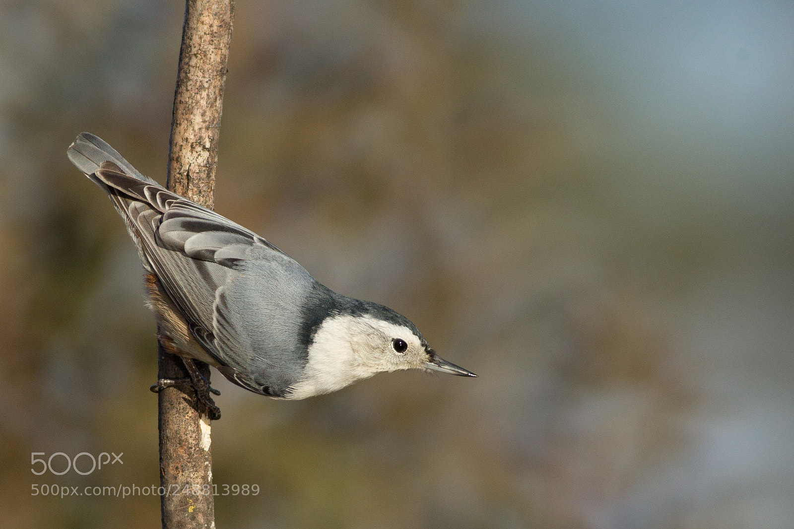 Canon EOS-1D Mark IV sample photo. White-breasted nuthatch photography