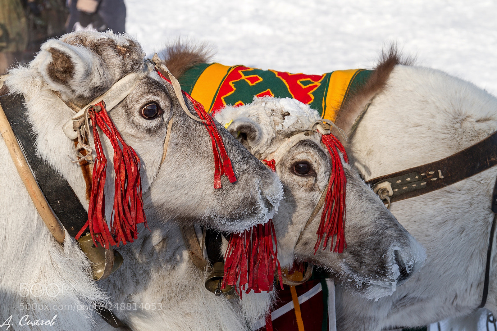 Canon EOS 7D sample photo. Deers photography